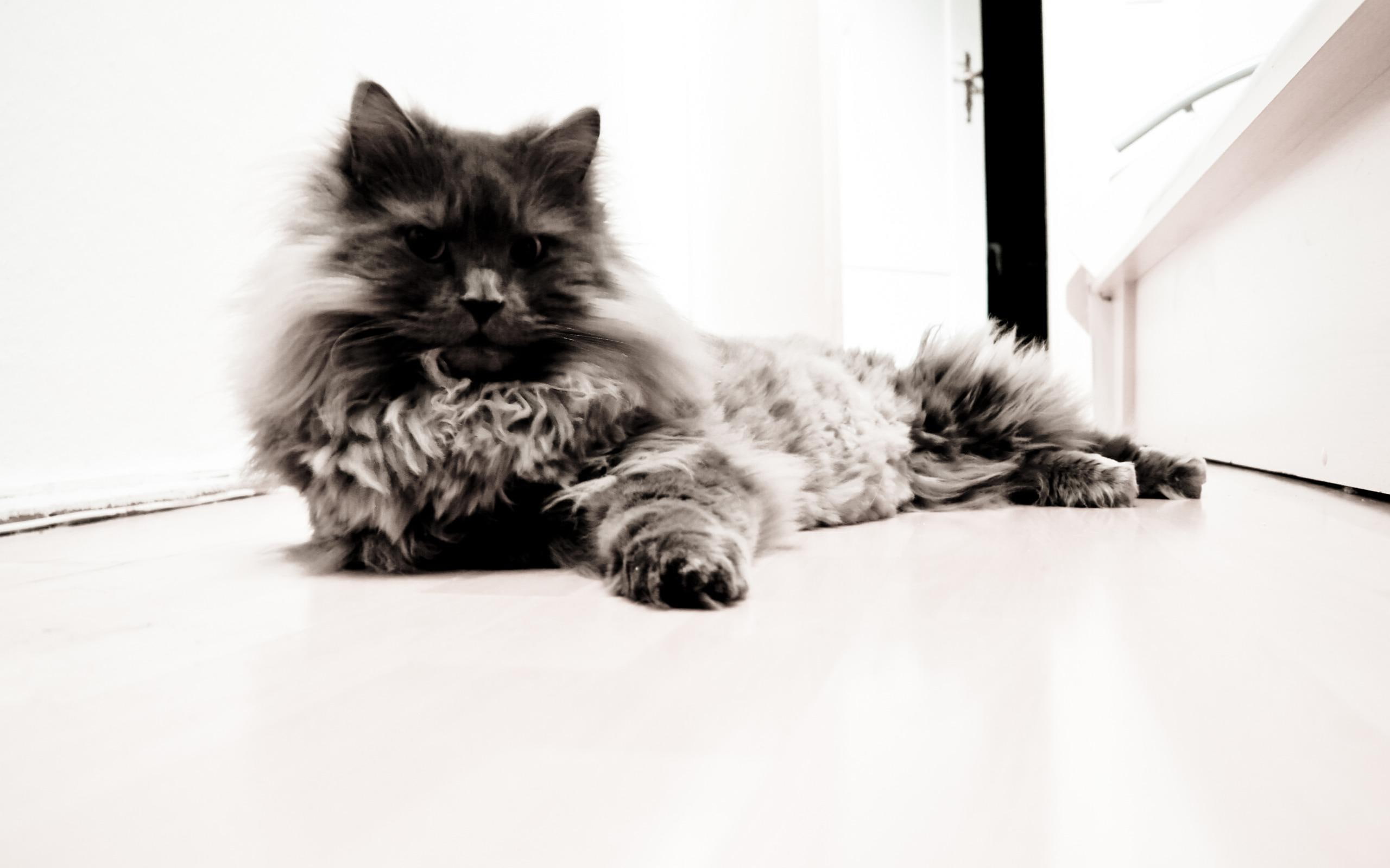 black, photo, cats, 2K, wildcat, animals, white, HD Wallpaper