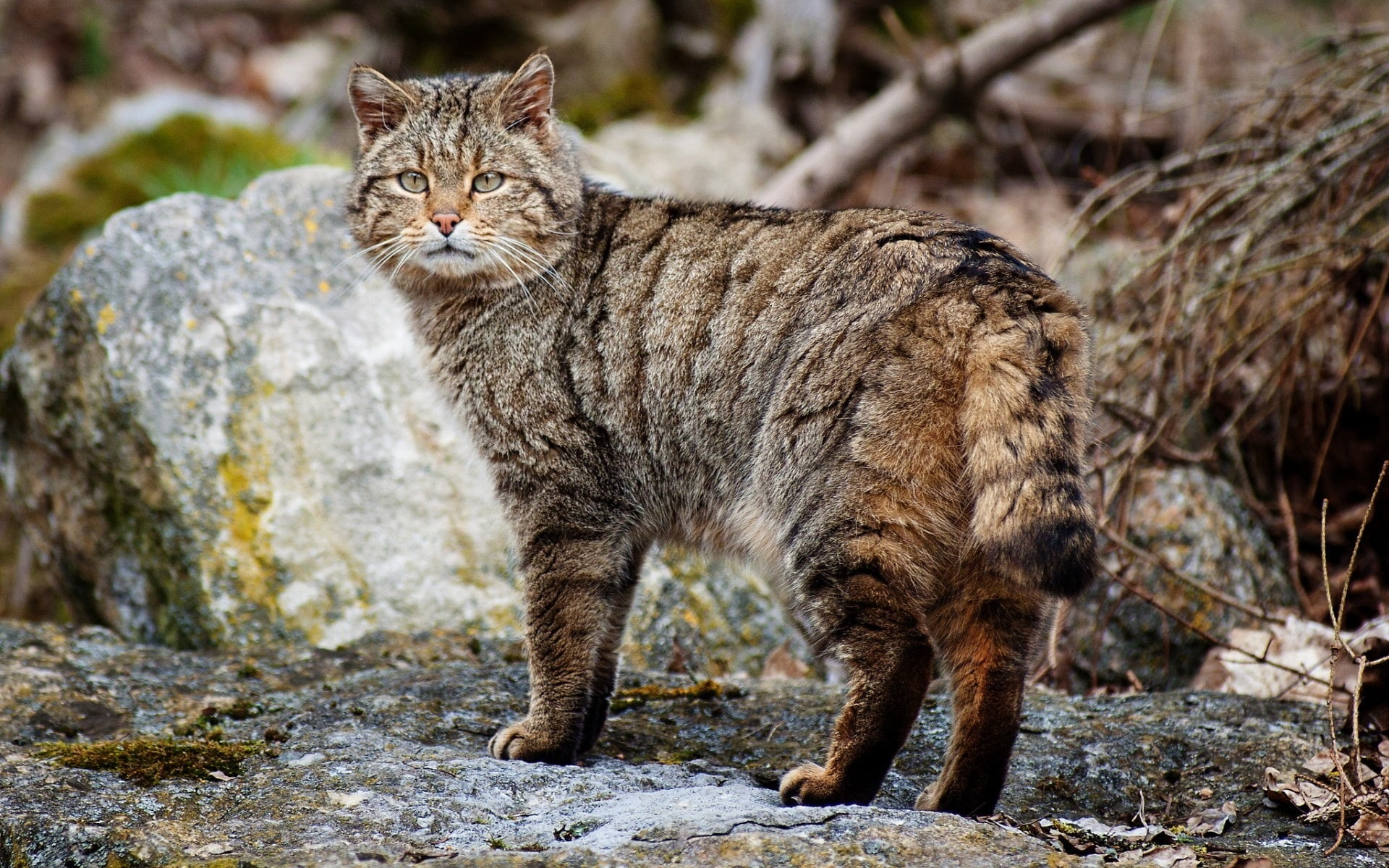 cat, 1080P, fur, Back, gray, Wildcat, Look, HD Wallpaper