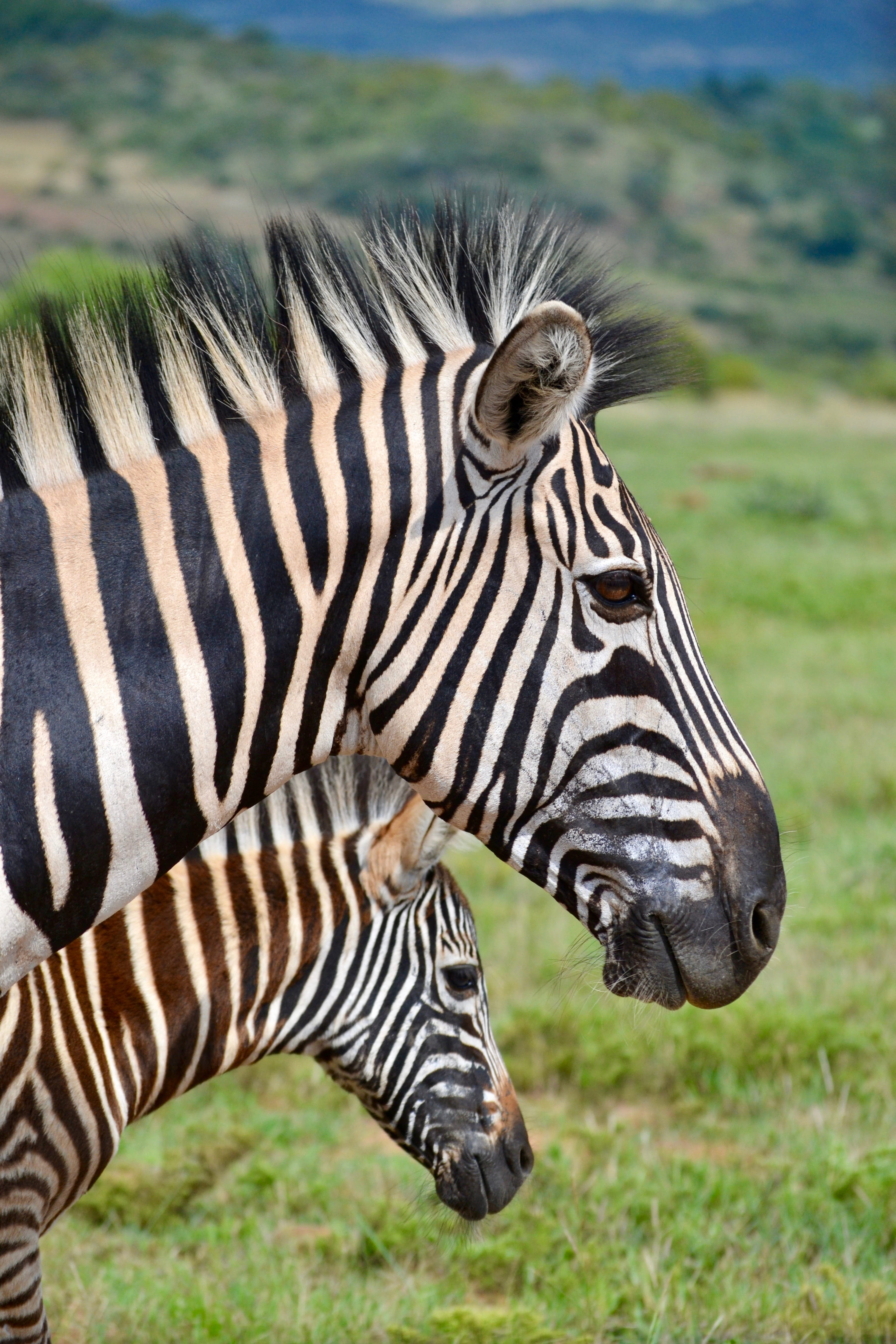 safari, semi-arid, eating, herbivorous, colt horse, one animal, facing, two, mammal, grassland, outdoors, profile view, striped, vertebrate, invertebrate, Phone HD Wallpaper