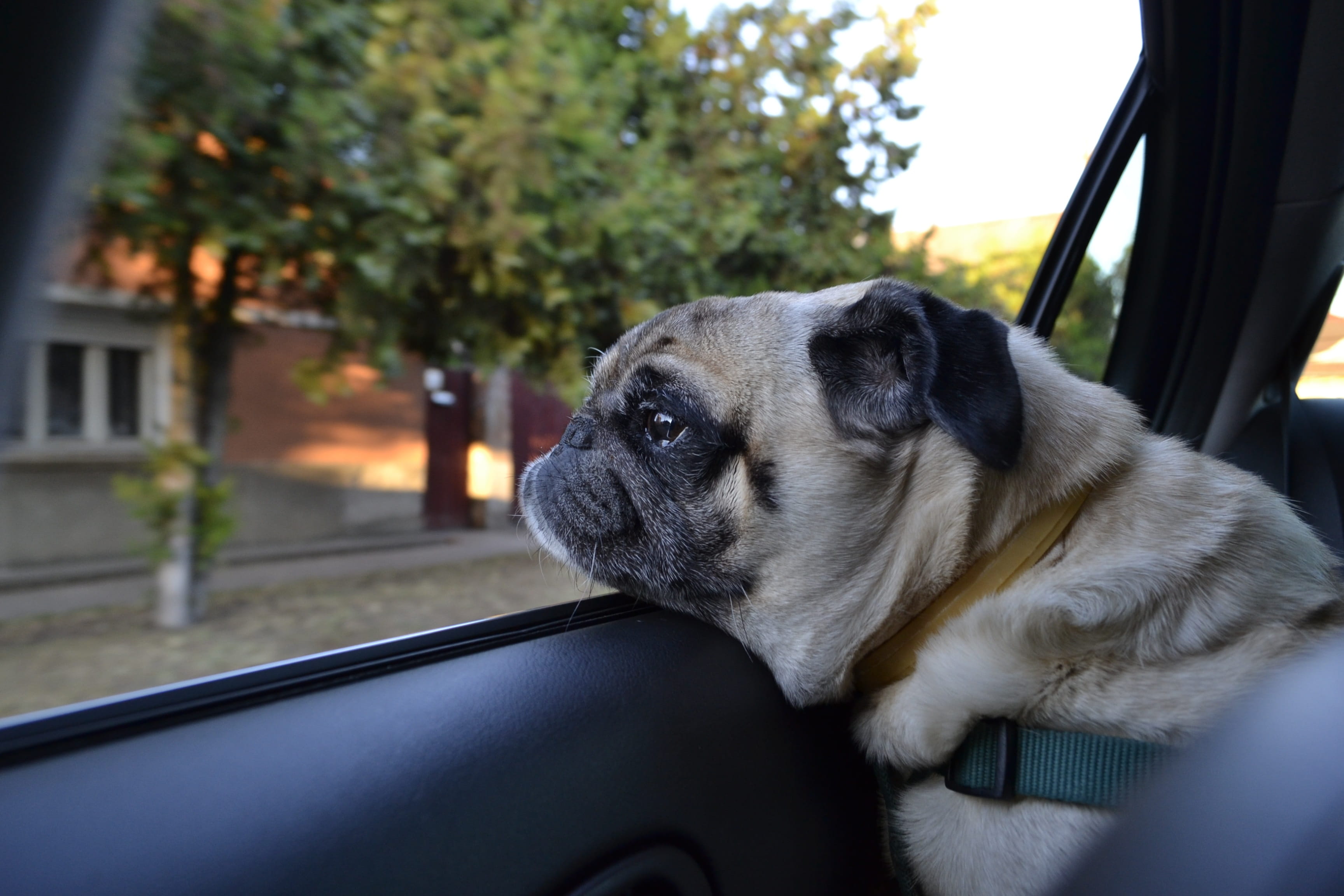 Shop, sideways, adult, looking, Dog, no people, car interior, vertebrate, canine, pets, close-up, motor vehicle, animal head, puppy, small, mammal, outdoors, HD Wallpaper