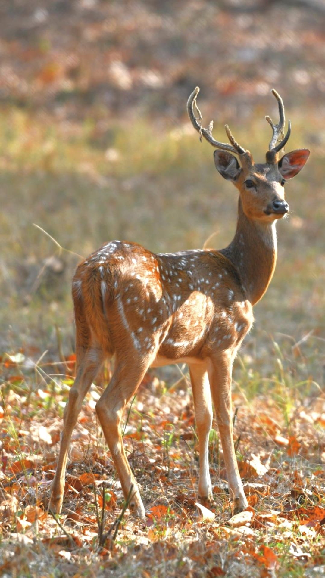 park, game, outdoors, domestic animals, field, animal wildlife, land, 1080P, wood, mammal, barbaric, antler, nature, buck, deer, animals in the wild, full length, Phone HD Wallpaper