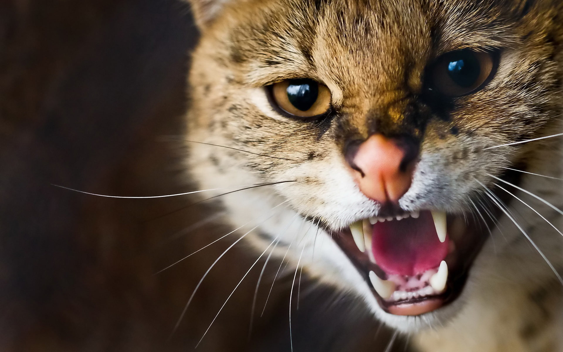 Teeth, Wildcat, close, 1080P, Whiskers, HD Wallpaper
