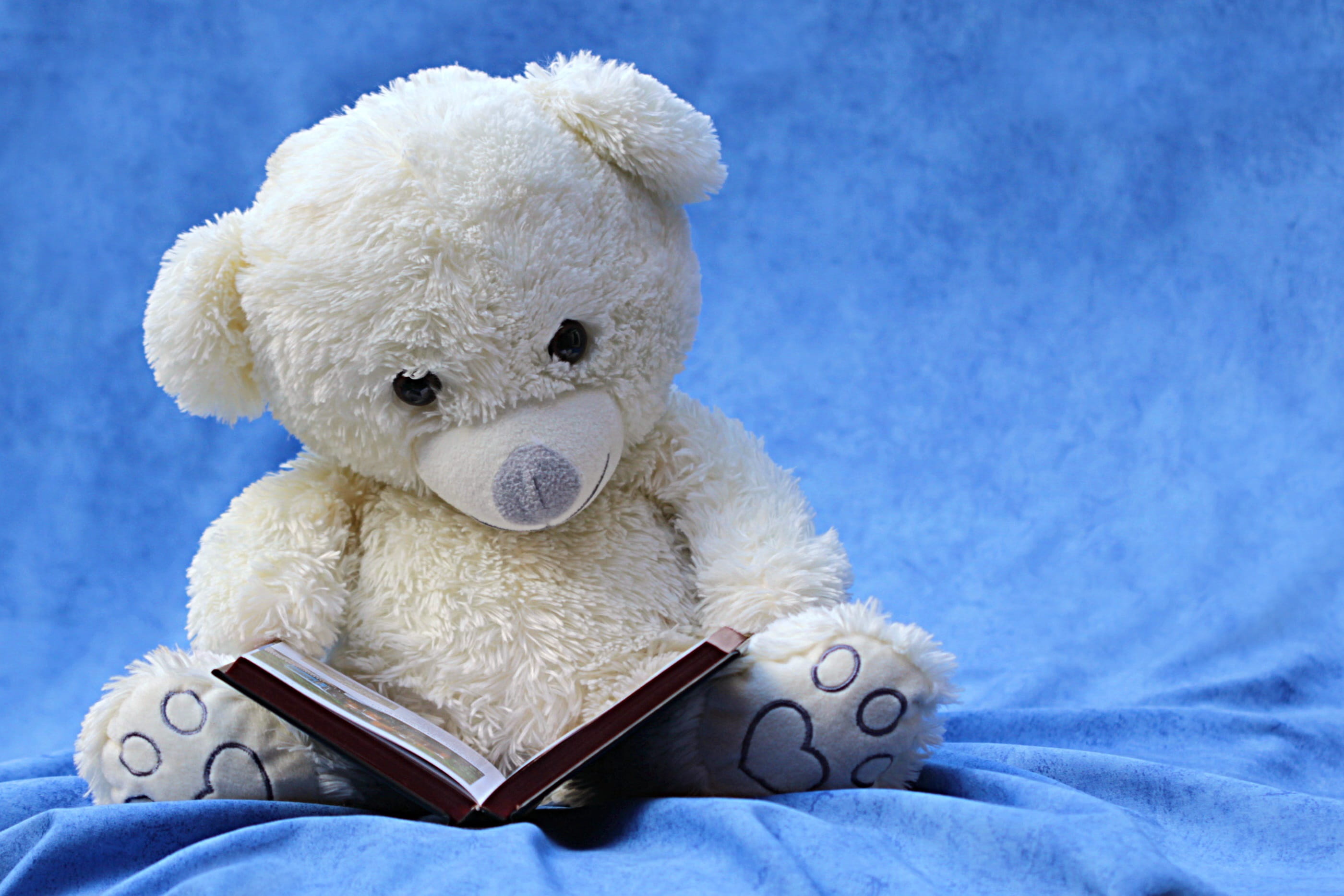 innocence, 2K, reading, toy animal, mammal, book, cute, animal wildlife, plush toy, white, blue, toy, healthcare and medicine, teddy bear, cloth, close-up, HD Wallpaper