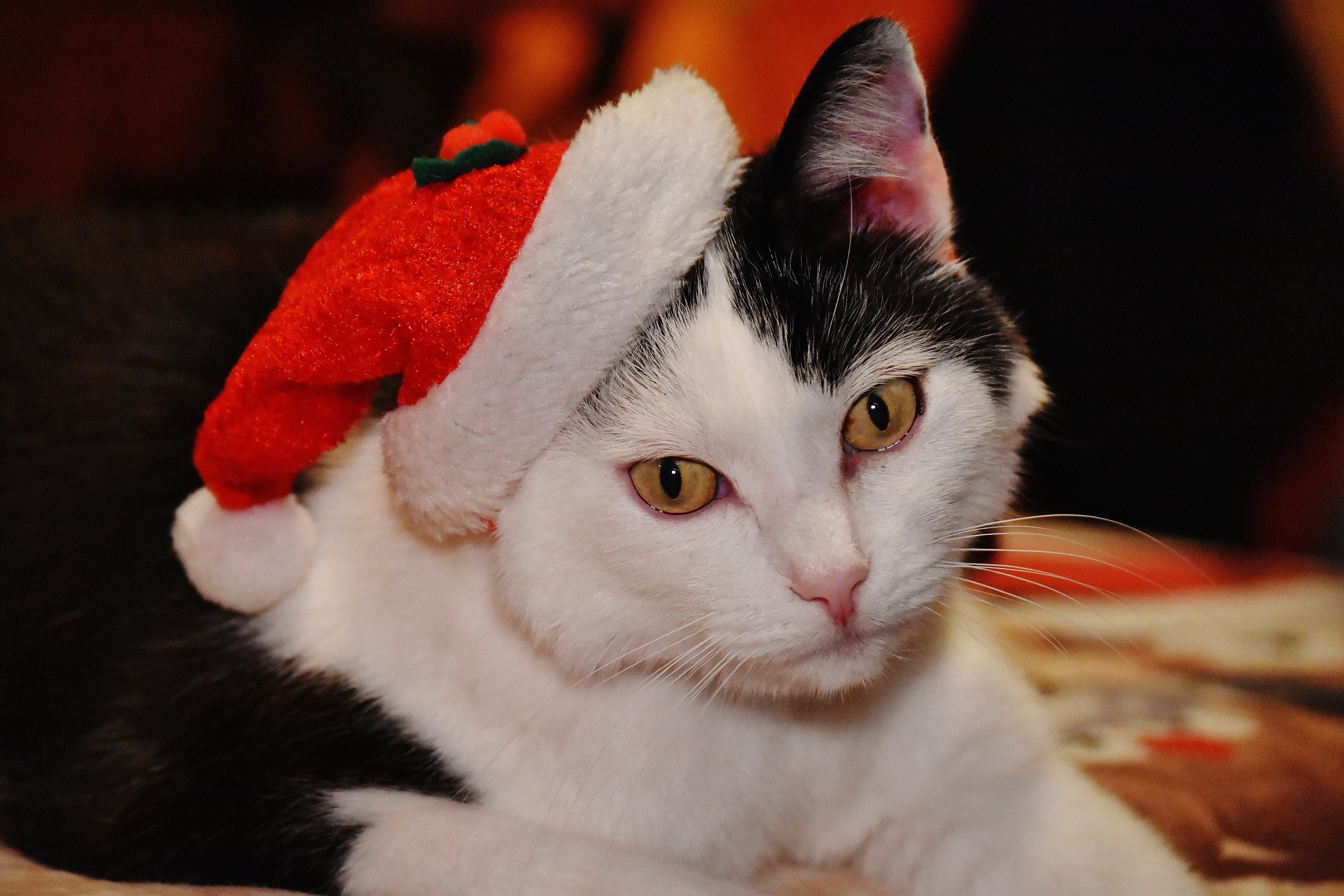 cats eyes, pets, cat, looking at camera, adidas, christmas, santa hat, close-up, santa, focus on foreground, vertebrate, wearing, one animal, young cat, HD Wallpaper