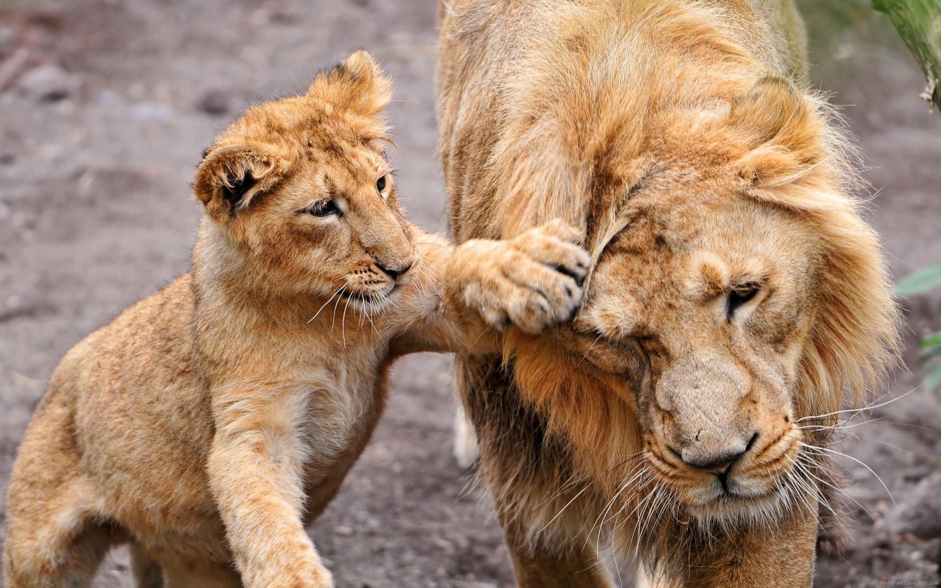 father, lion, playing, 1080P, play, cub, animal, brown, HD Wallpaper