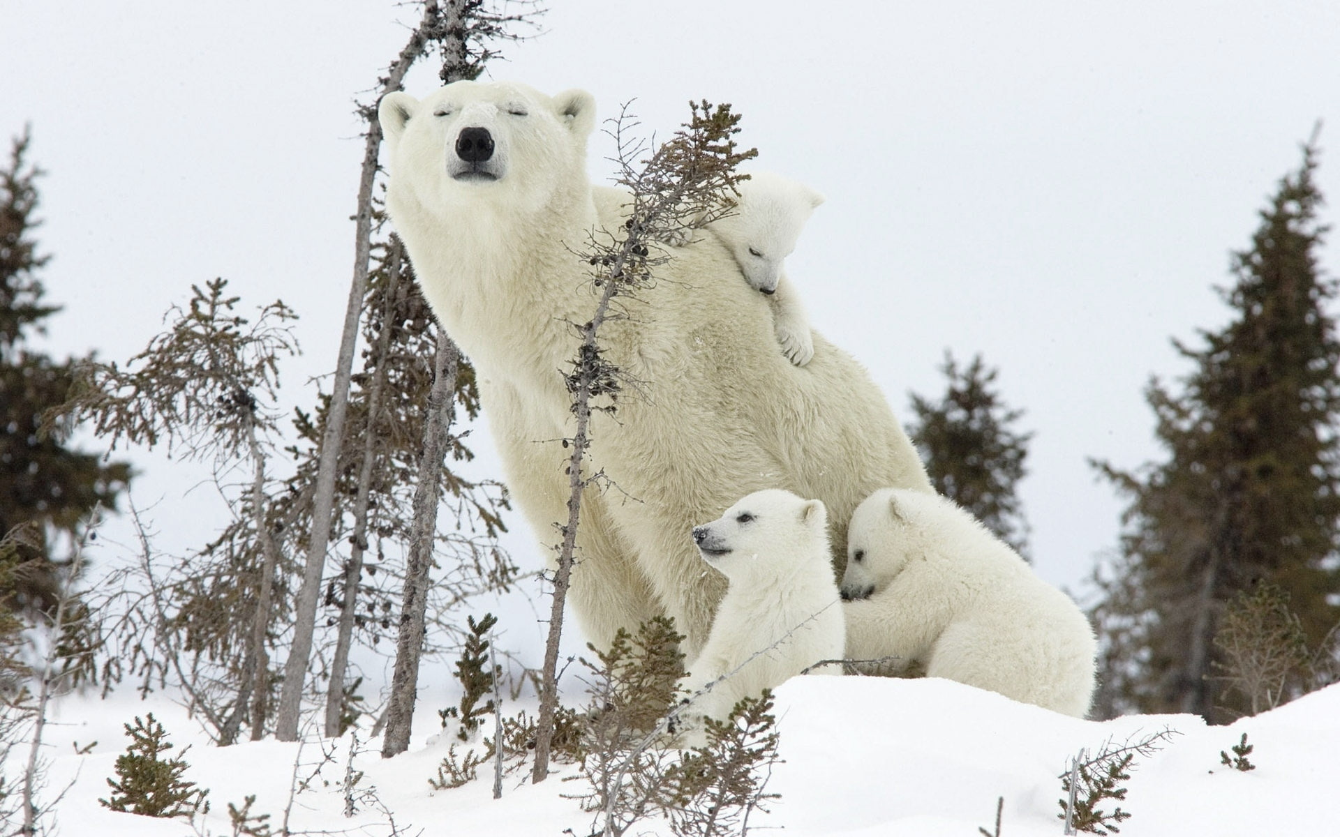 happy, polar, 1080P, polar bear, family, bear, HD Wallpaper