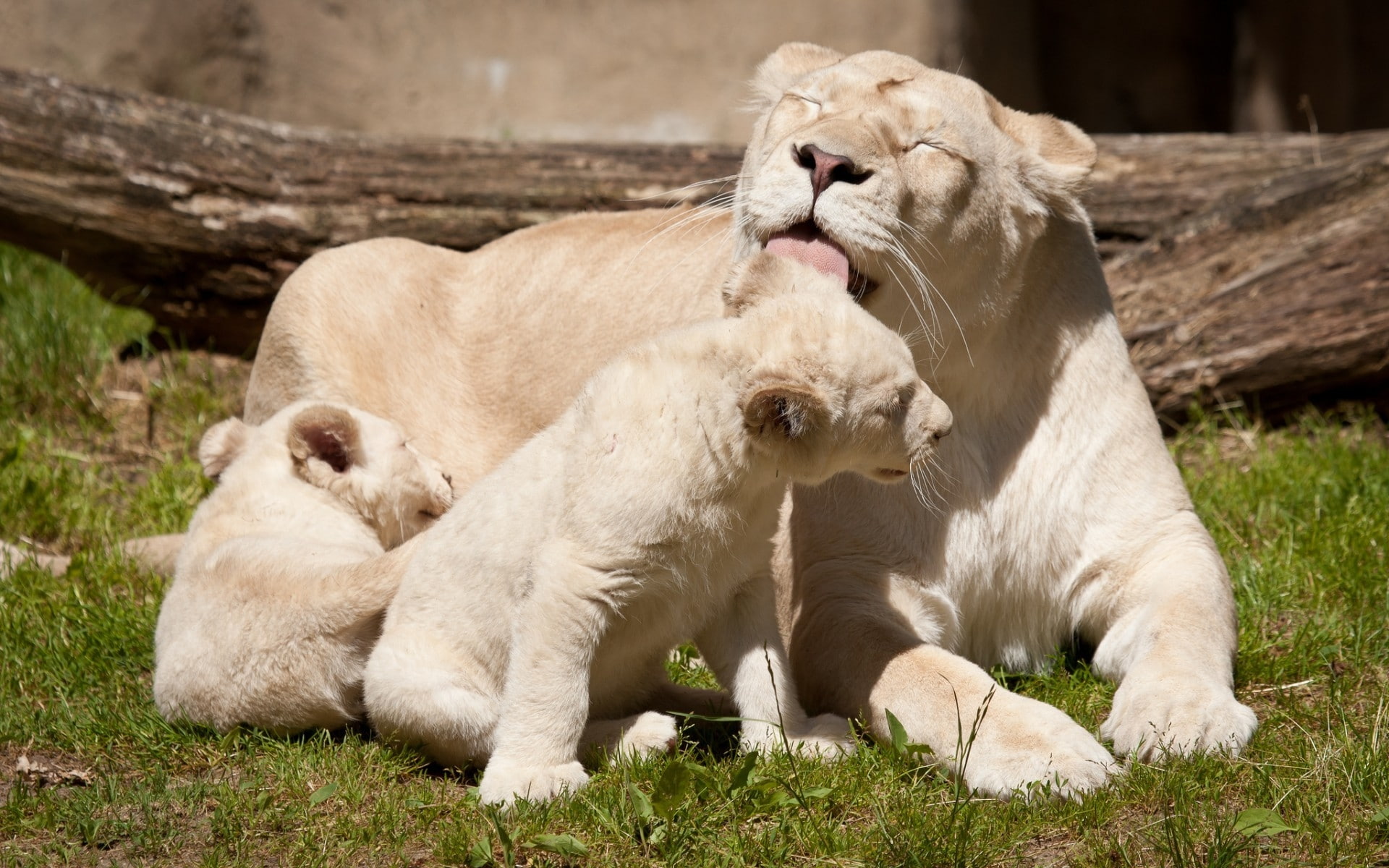 happy, 1080P, jungle, white lions, family, lions, white, HD Wallpaper