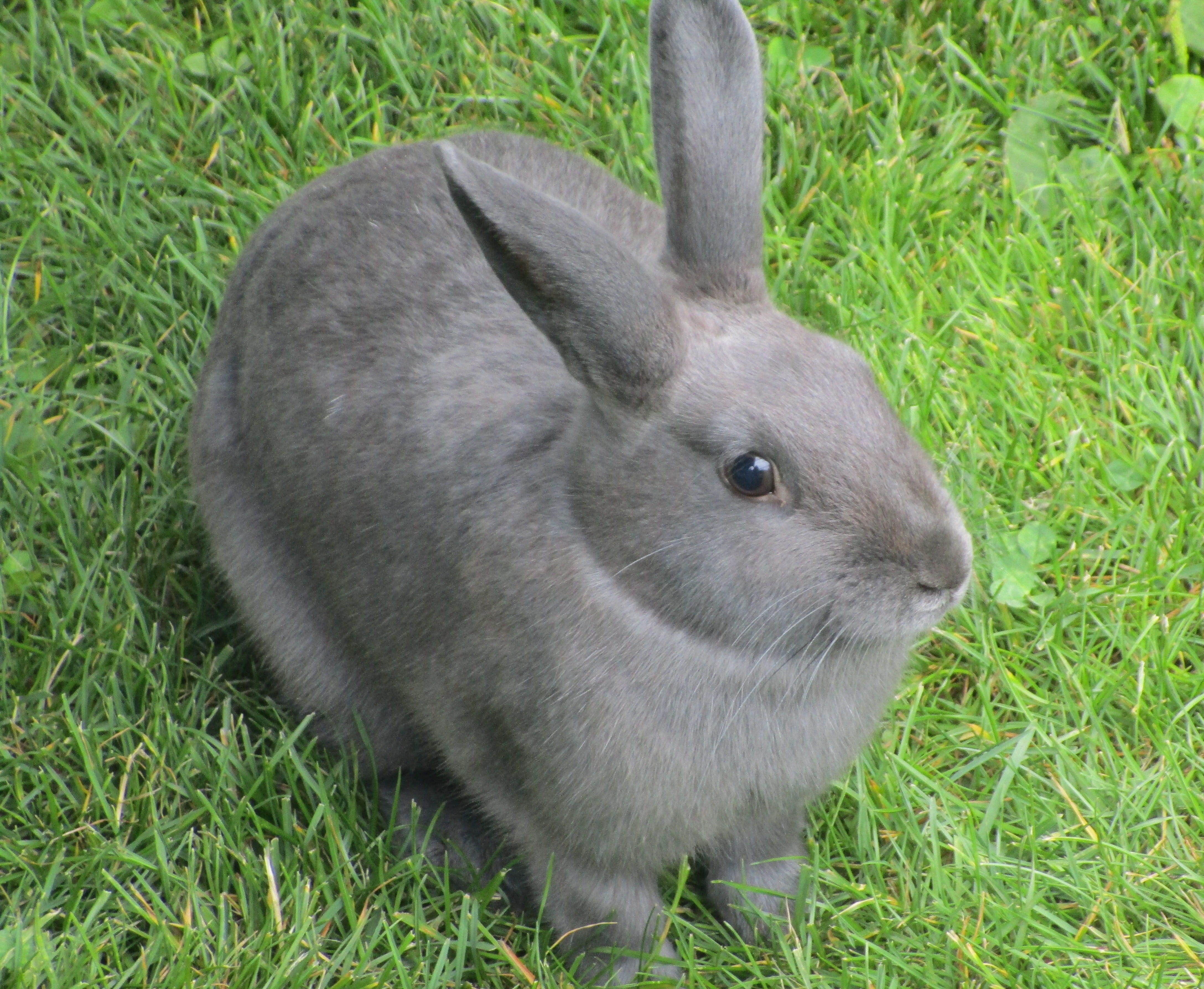 whisker, animal themes, one animal, plant, cute, day, close-up, animal wildlife, pets, nature, land, field, green color, animals in the wild, bunny, mammal, HD Wallpaper