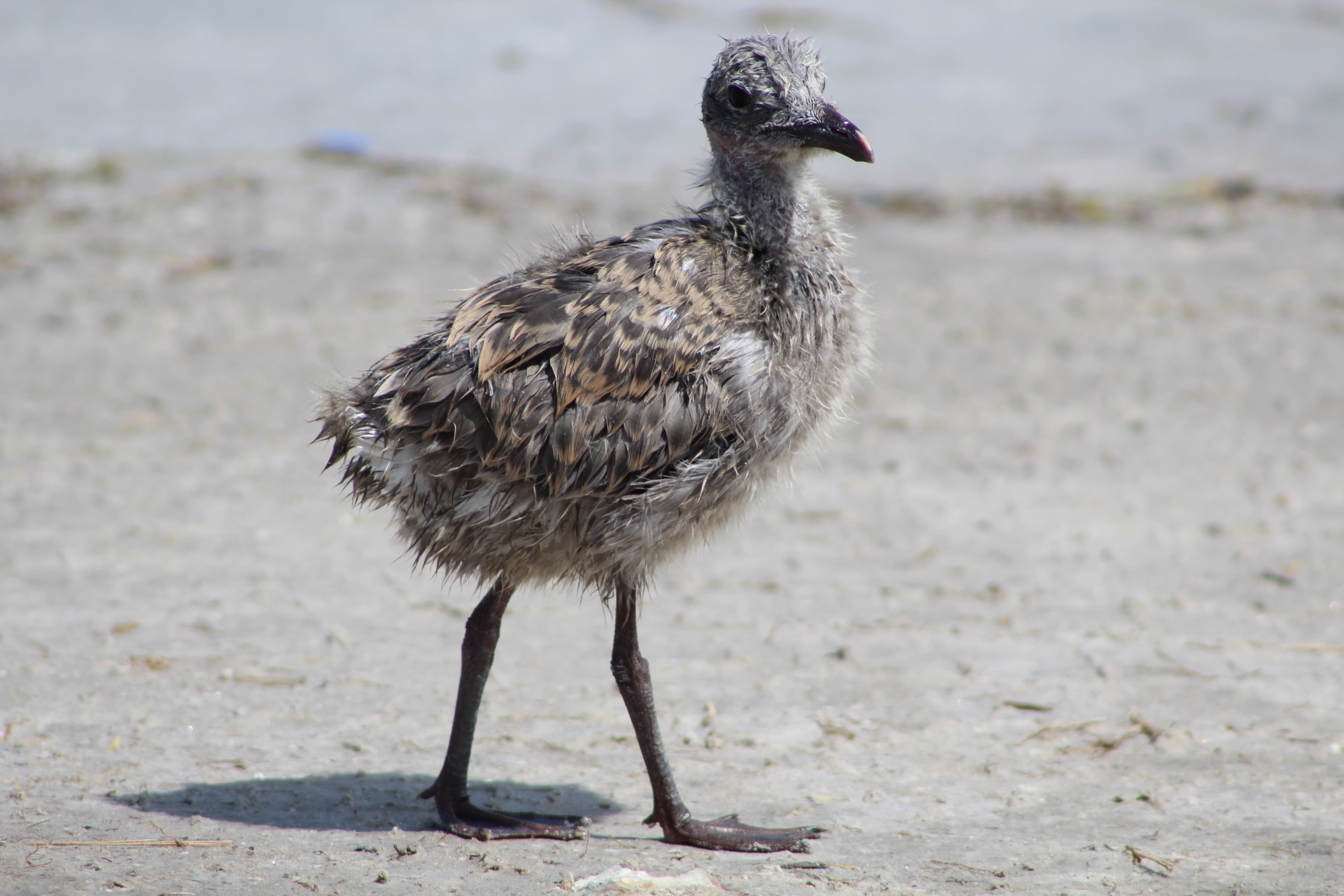 animals in the wild, close-up, zoology, baby, one animal, animal, beach, focus on foreground, nature, animal themes, 5K, no people, looking away, laughing gull, HD Wallpaper
