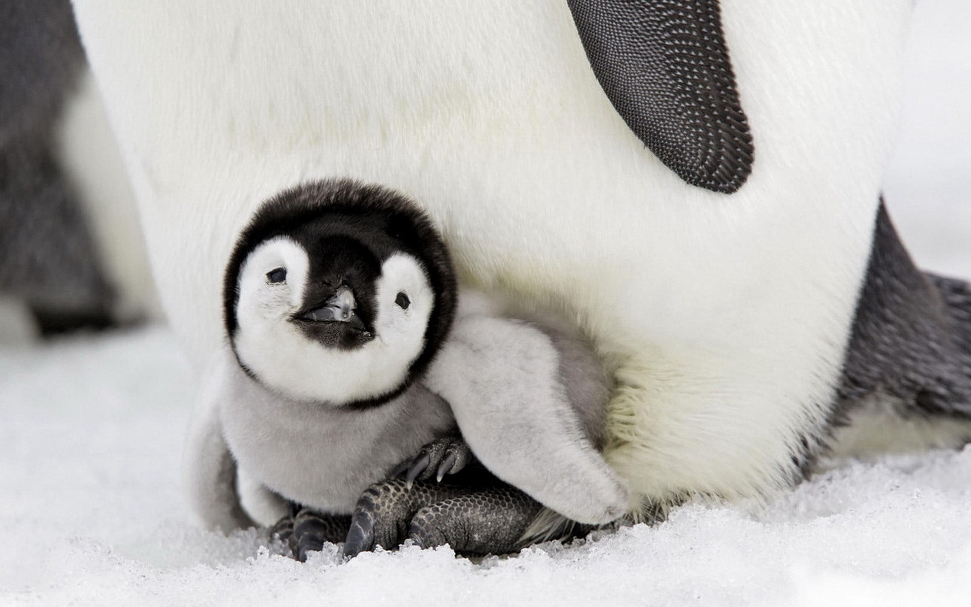 close-up, nature, vertebrate, no people, cold - Temperature, fur, winter, baby, looking at camera, mammal, portrait, cute, gray, animals in the wild, small, HD Wallpaper
