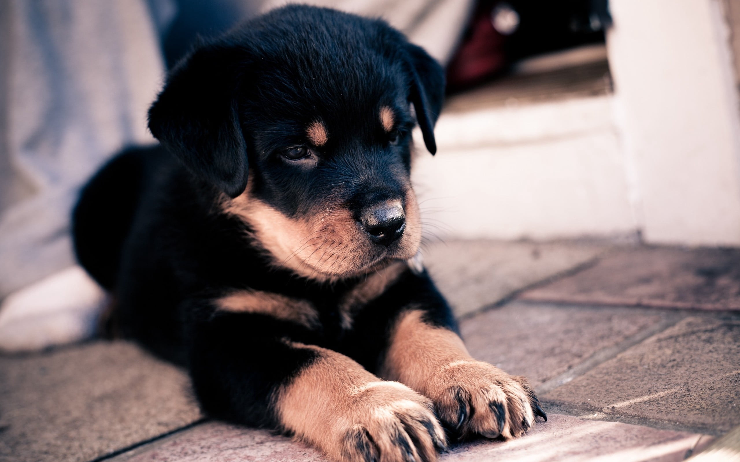animal, domestic, animal head, domestic Animals, outdoors, friendship, 2K, close-up, mammal, no people, young Animal, tan, vertebrate, purebred Dog, puppy, HD Wallpaper