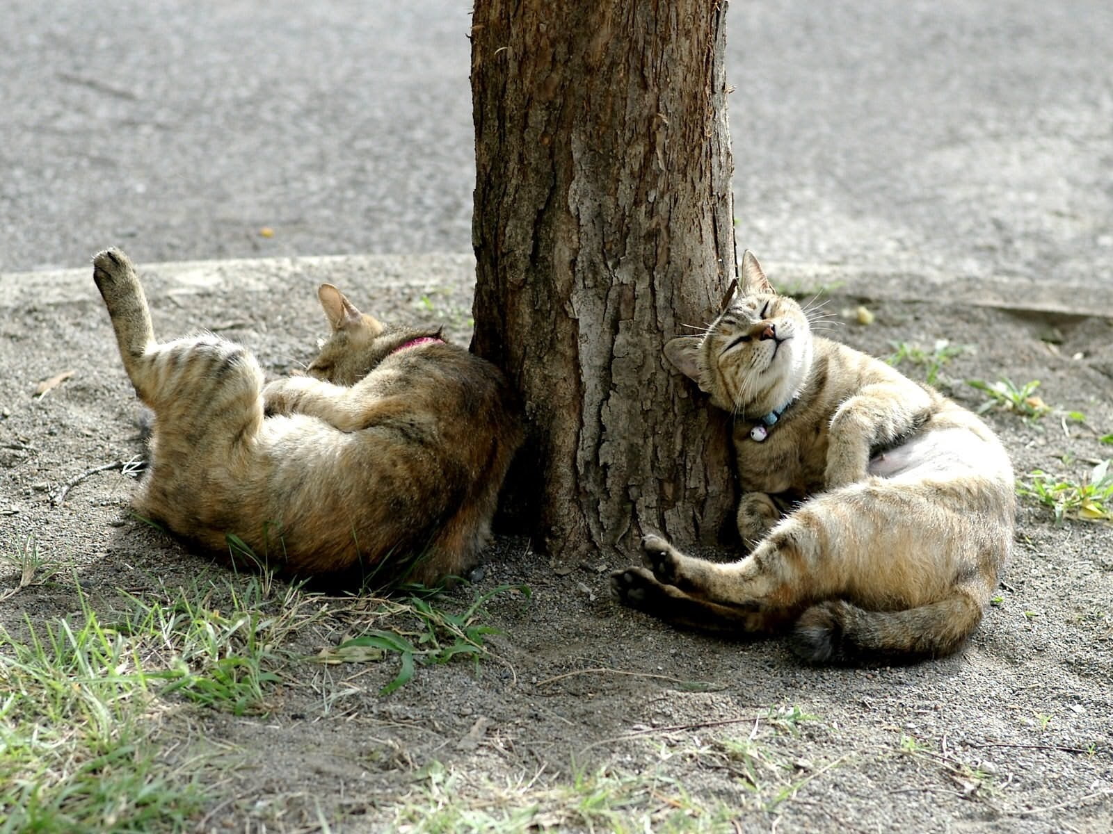 animal themes, lie down, trunk, animals in the wild, feline, nature, relaxation, resting, coated, brown, fur, kitten, sleeping, group of animals, stray Animal, HD Wallpaper