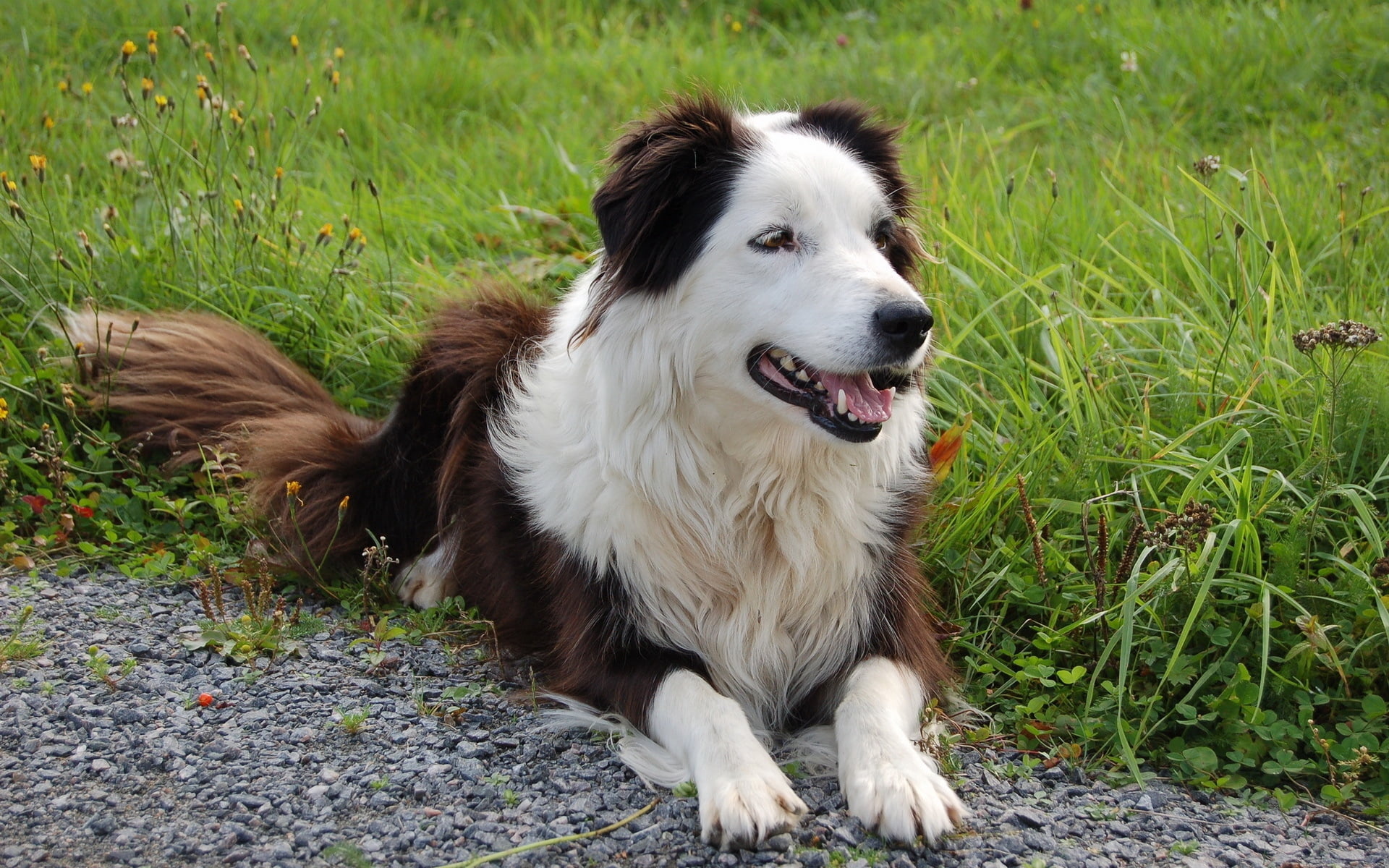 young Animal, brown, shepherd, 1080P, vertebrate, adult, looking, collie, dog, sheepdog, animal head, looking away, animal themes, animal Tongue, day, HD Wallpaper