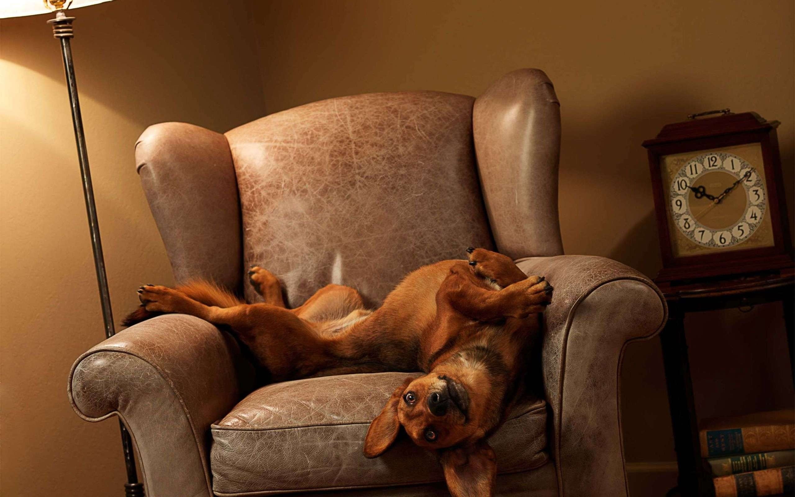 sitting, mammal, red, living Room, playful, furniture, side table, chair, domestic Room, 2K, relaxation, one animal, electric lamp, animal themes, seat, HD Wallpaper