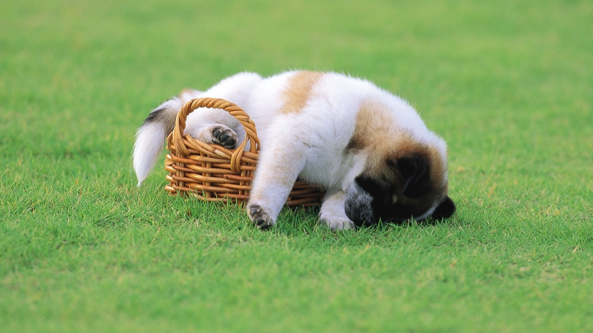 mammal, young Animal, basket, fun, sleep, plant, animal themes, cute, no people, one animal, dog, domestic, brown, summer, friendship, domestic Animals, HD Wallpaper