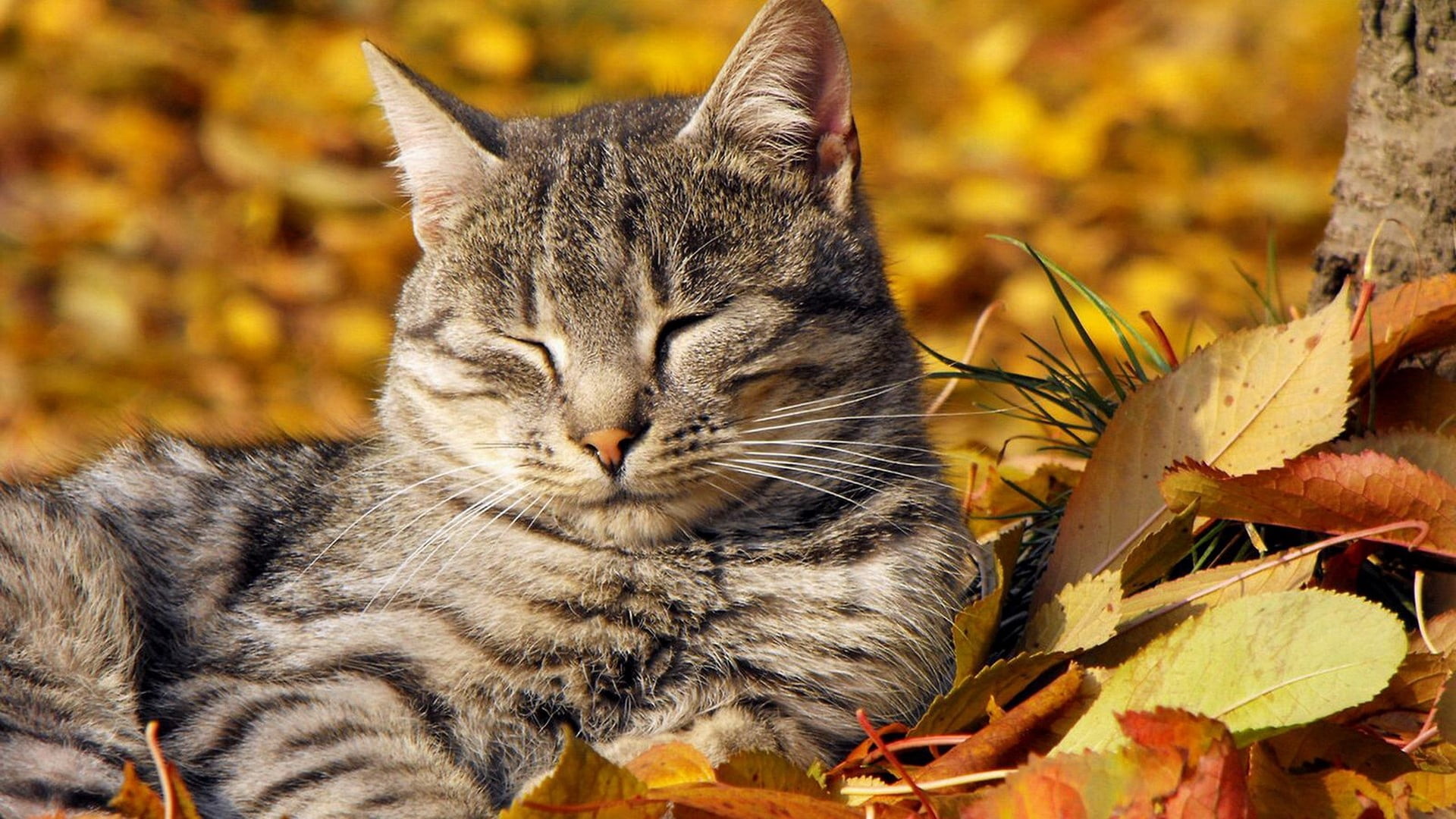 close-up, animal head, day, playful, beauty In Nature, portrait, tabby, animal, domestic Cat, summer, young Animal, grass, human Face, leaves, striped, HD Wallpaper