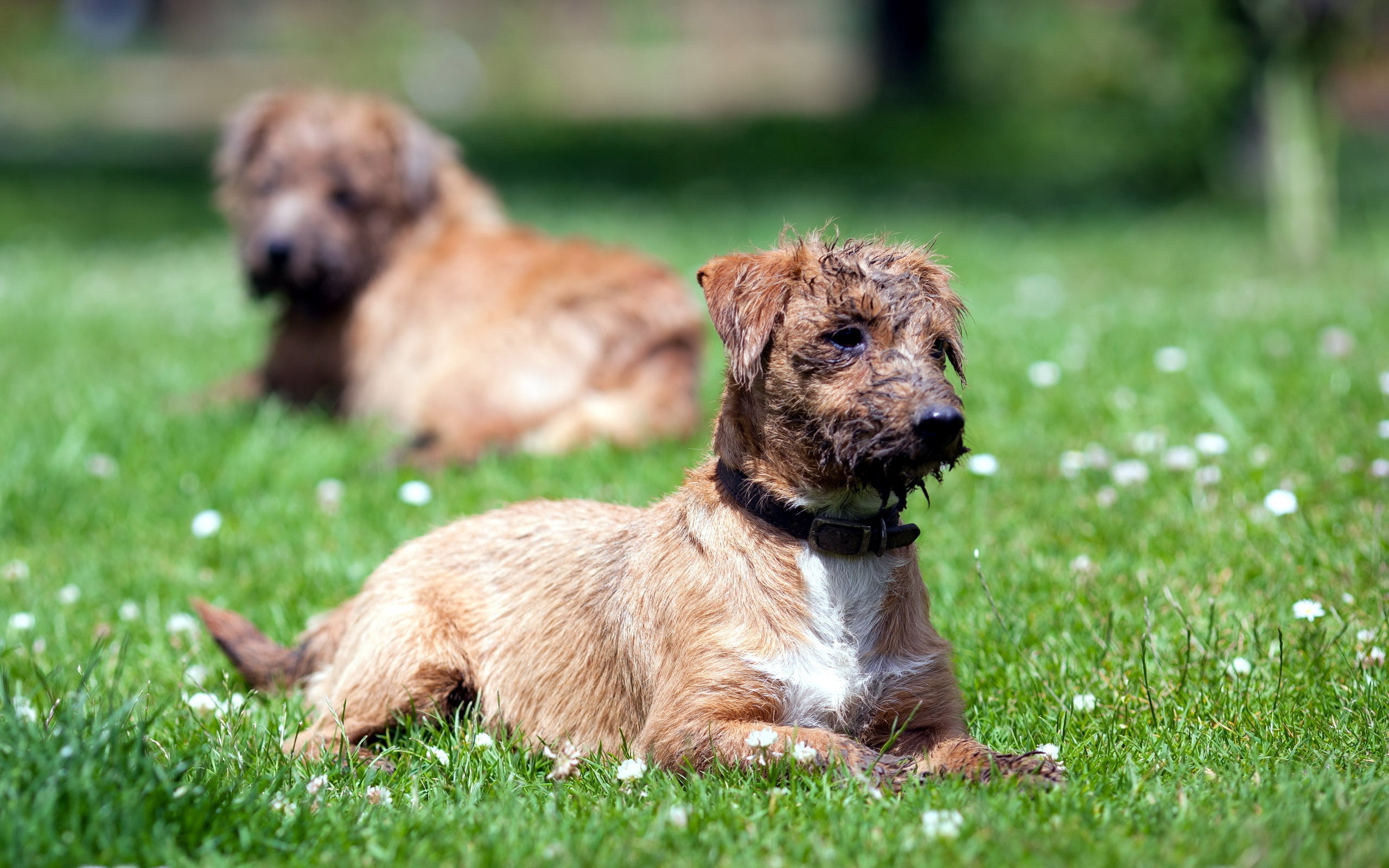 one animal, sitting, animal themes, pets, puppy, fun, domestic Animals, 2K, relaxation, brown, field, fur, two, small, park - Man Made Space, summer, young Animal, HD Wallpaper