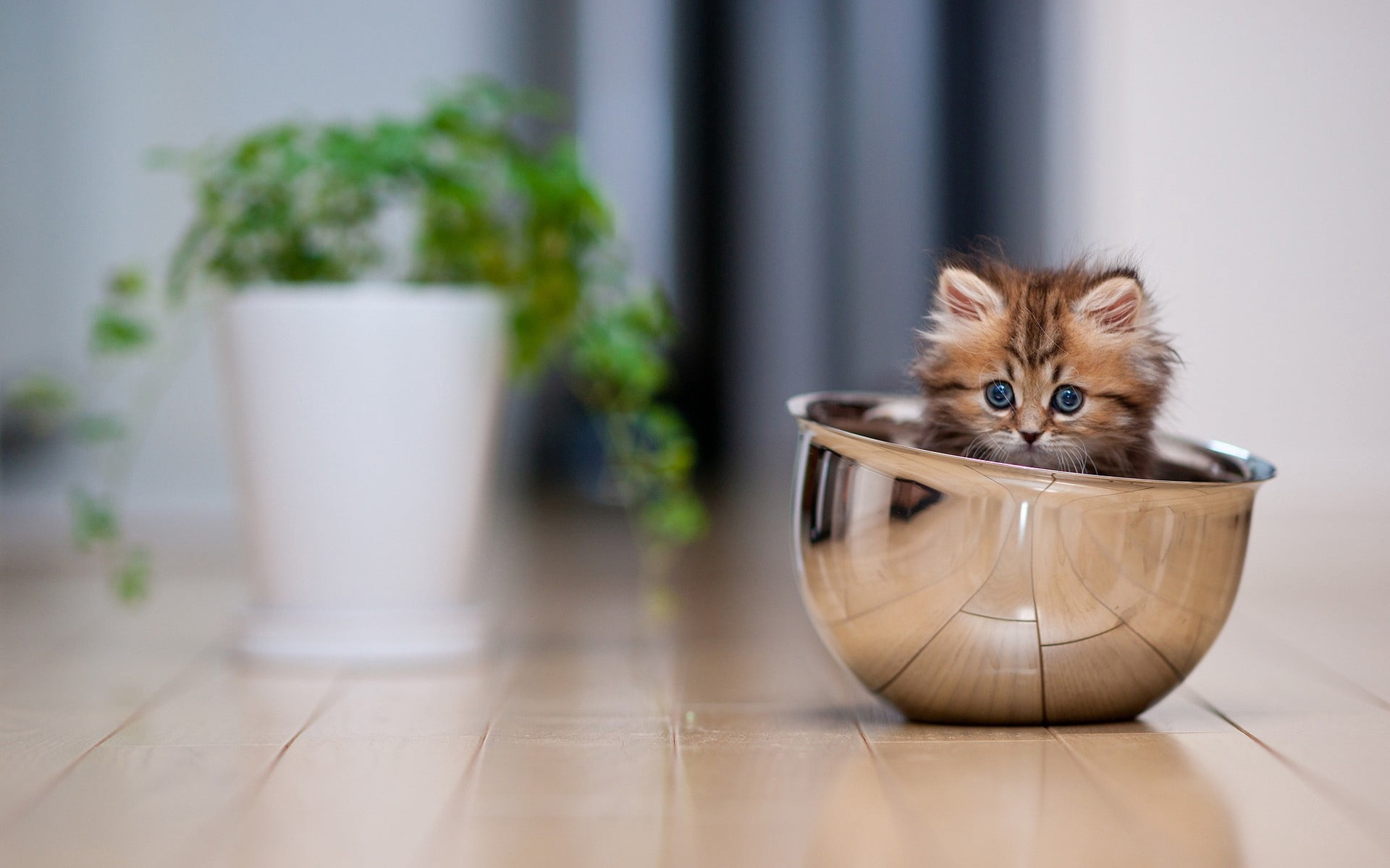 backgrounds, domestic Animals, looking at camera, kitten, small, portrait, whisker, rodent, no people, domestic, feline, animal Hair, animal, spitz-Type Dog, HD Wallpaper