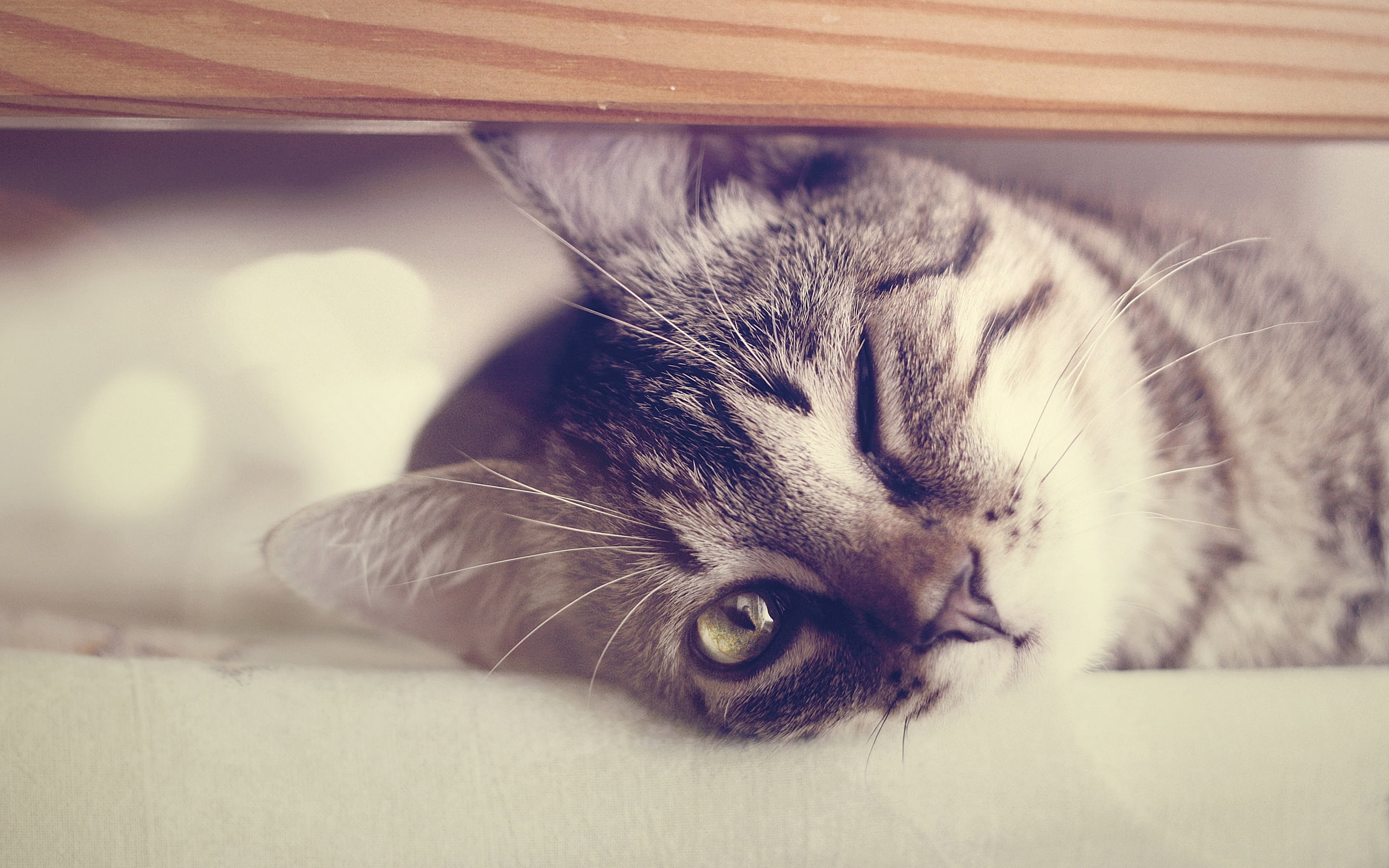 animal body part, gray, young Animal, domestic Cat, animal, kitten, close-up, beautiful, domestic Animals, portrait, lie down, cute, one Animal, sleeping, HD Wallpaper