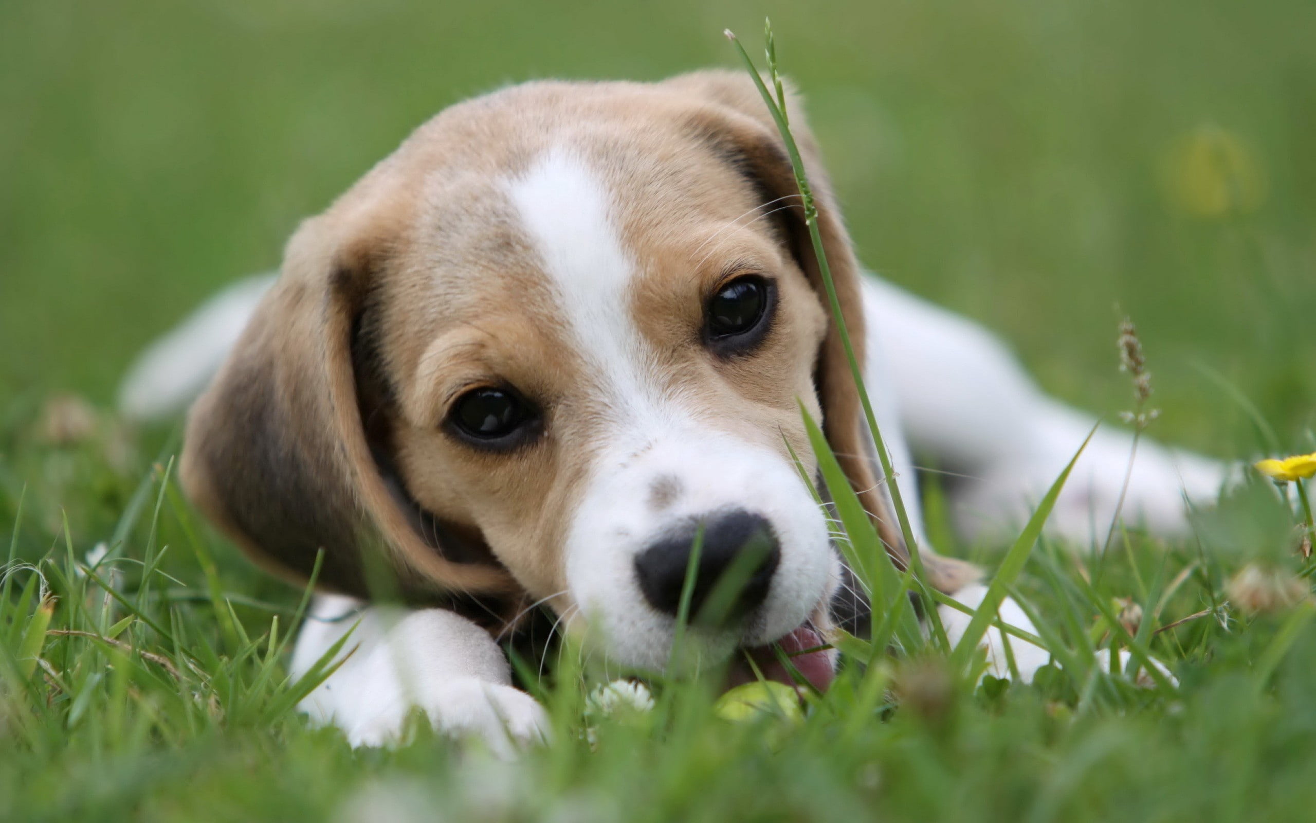 canine, animals And Pets, nature, green Color, one Animal, animal body part, close-up, summer, white, 2K, field, sitting, vertebrate, looking, animal themes, HD Wallpaper