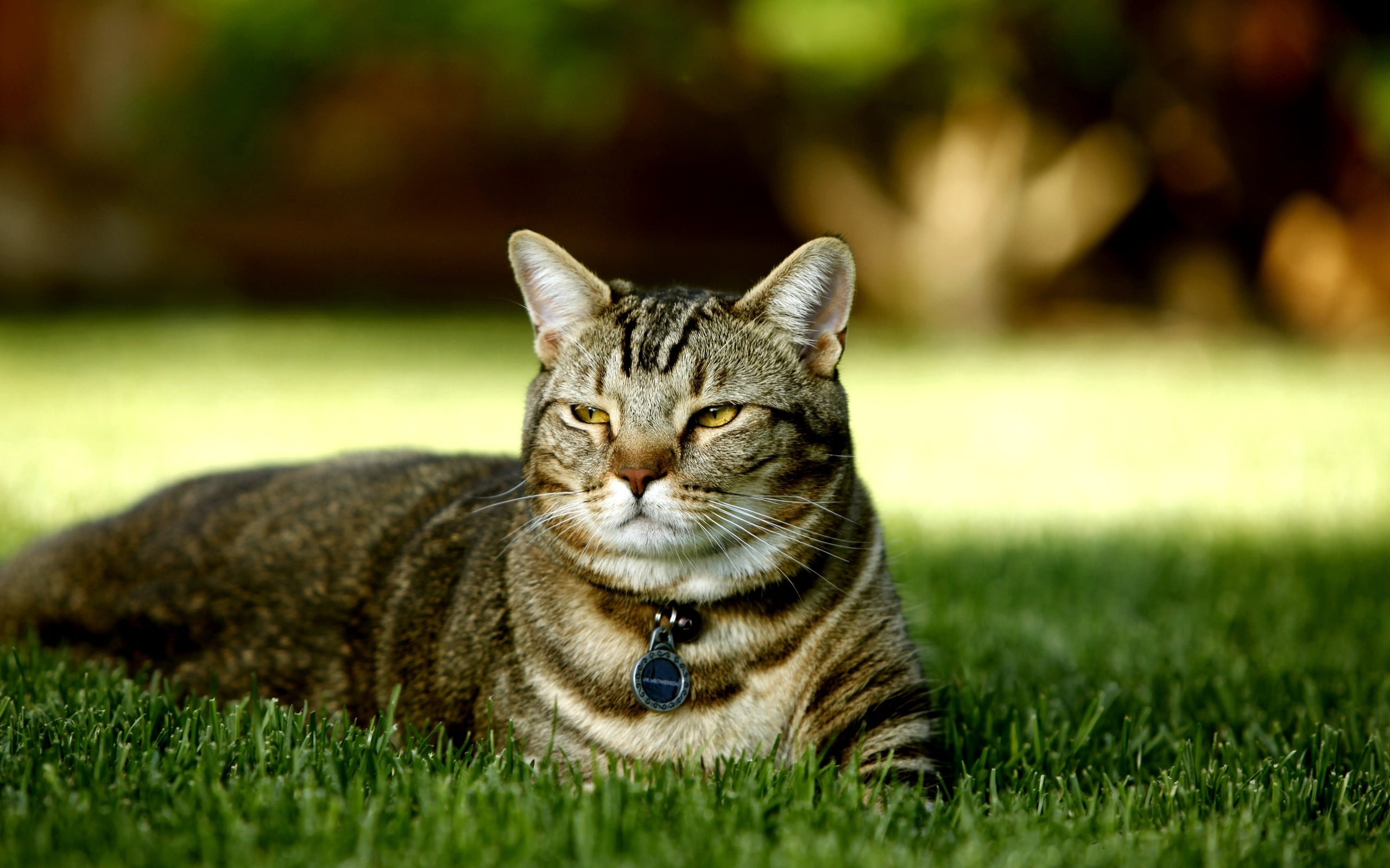tabby, pets, focus on foreground, one animal, whisker, domestic, lie down, day, striped, relaxation, focus, photography, feline, mammal, no people, vertebrate, HD Wallpaper