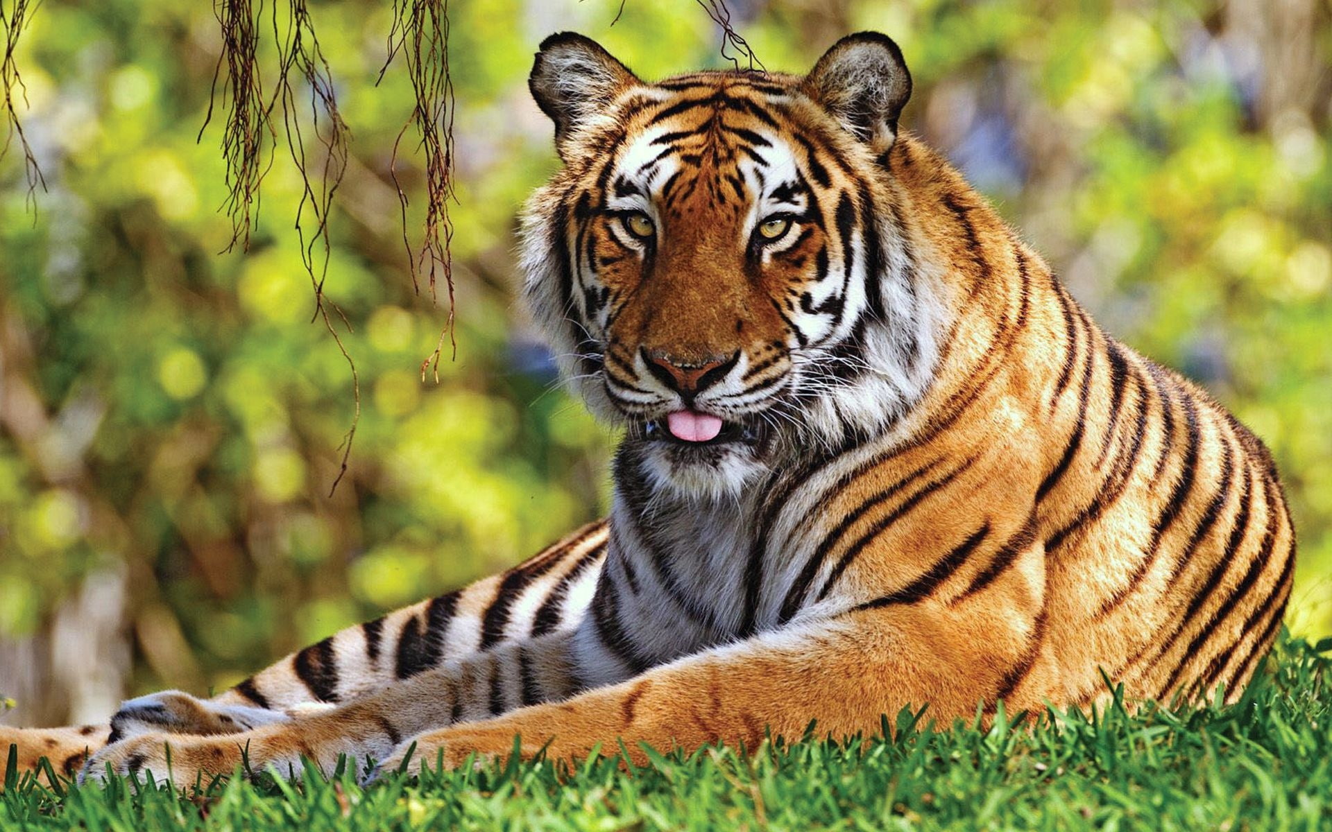 rest, 1080P, lie down, tiger, grass, predator, HD Wallpaper