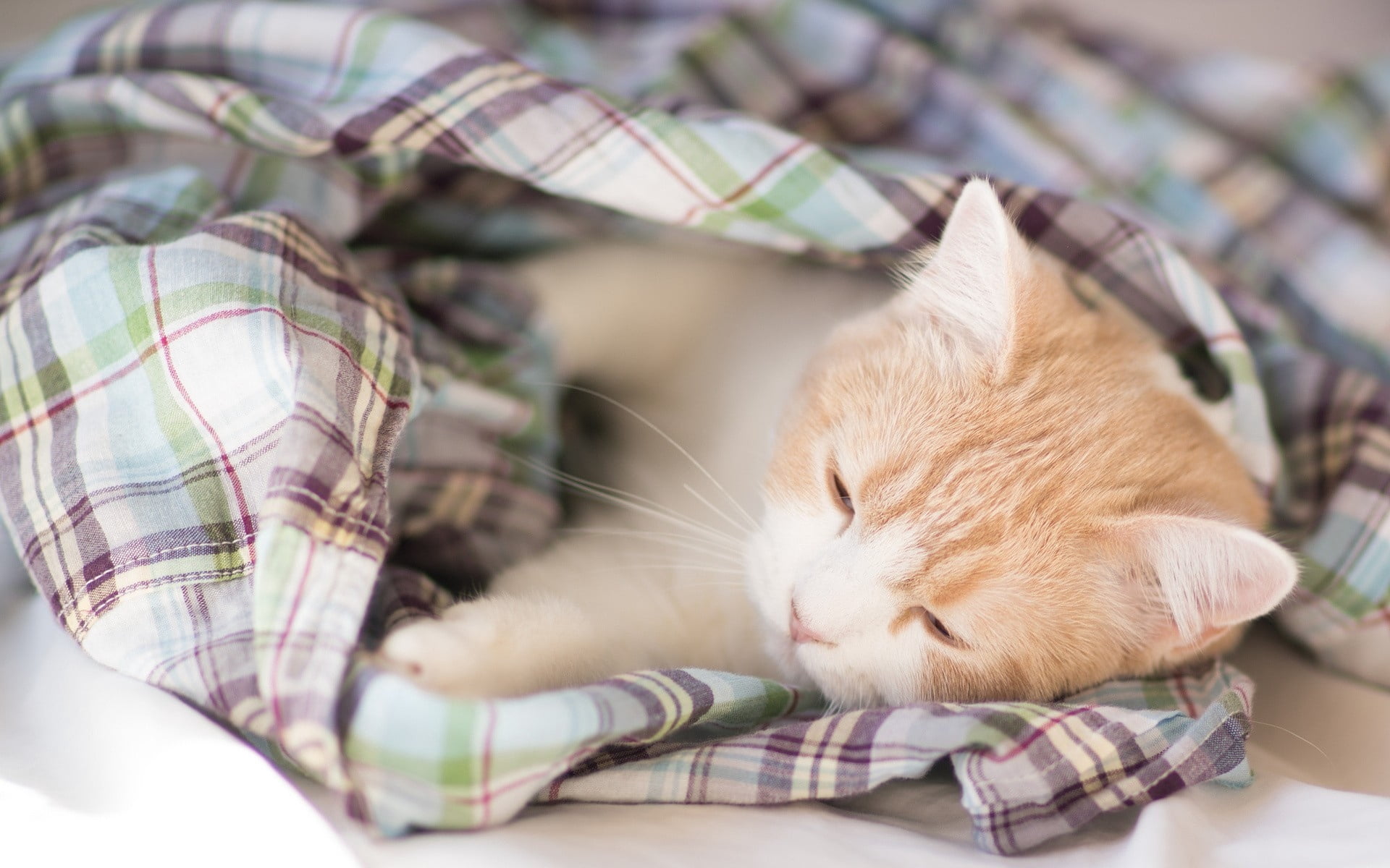 cat, lying Down, domestic, sleep, small, innocence, feline, love, bed, playful, spotted, whisker, cute, pets, animal head, sitting, domestic Cat, nature, HD Wallpaper