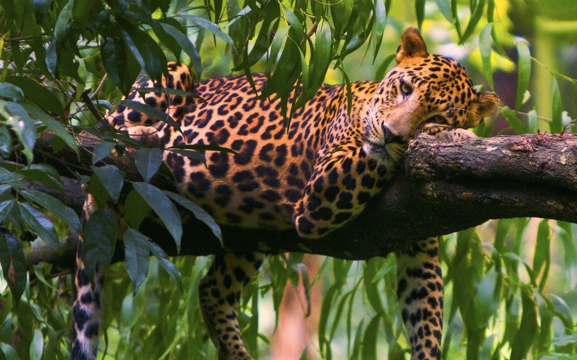 big Cat, safari, one animal, animal, forest, trees, plant part, undomesticated Cat, mammal, savannah, green Color, wildlife, safari Animals, animals In The Wild, HD Wallpaper