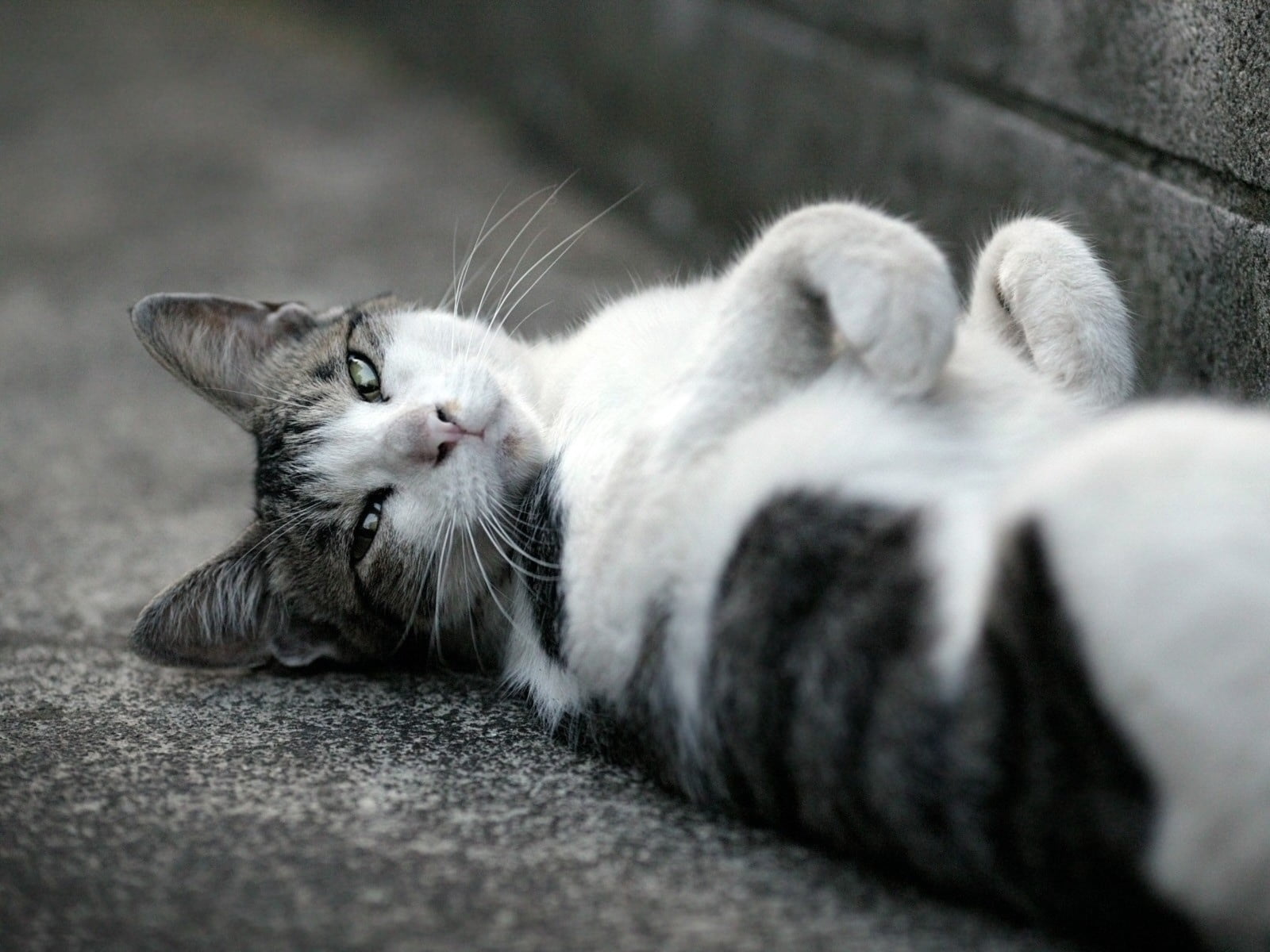 domestic, small, paw, animal head, one animal, selective focus, black, relaxation, resting, tired, feline, nature, cat, black white, animal, sleeping, asphalt, HD Wallpaper