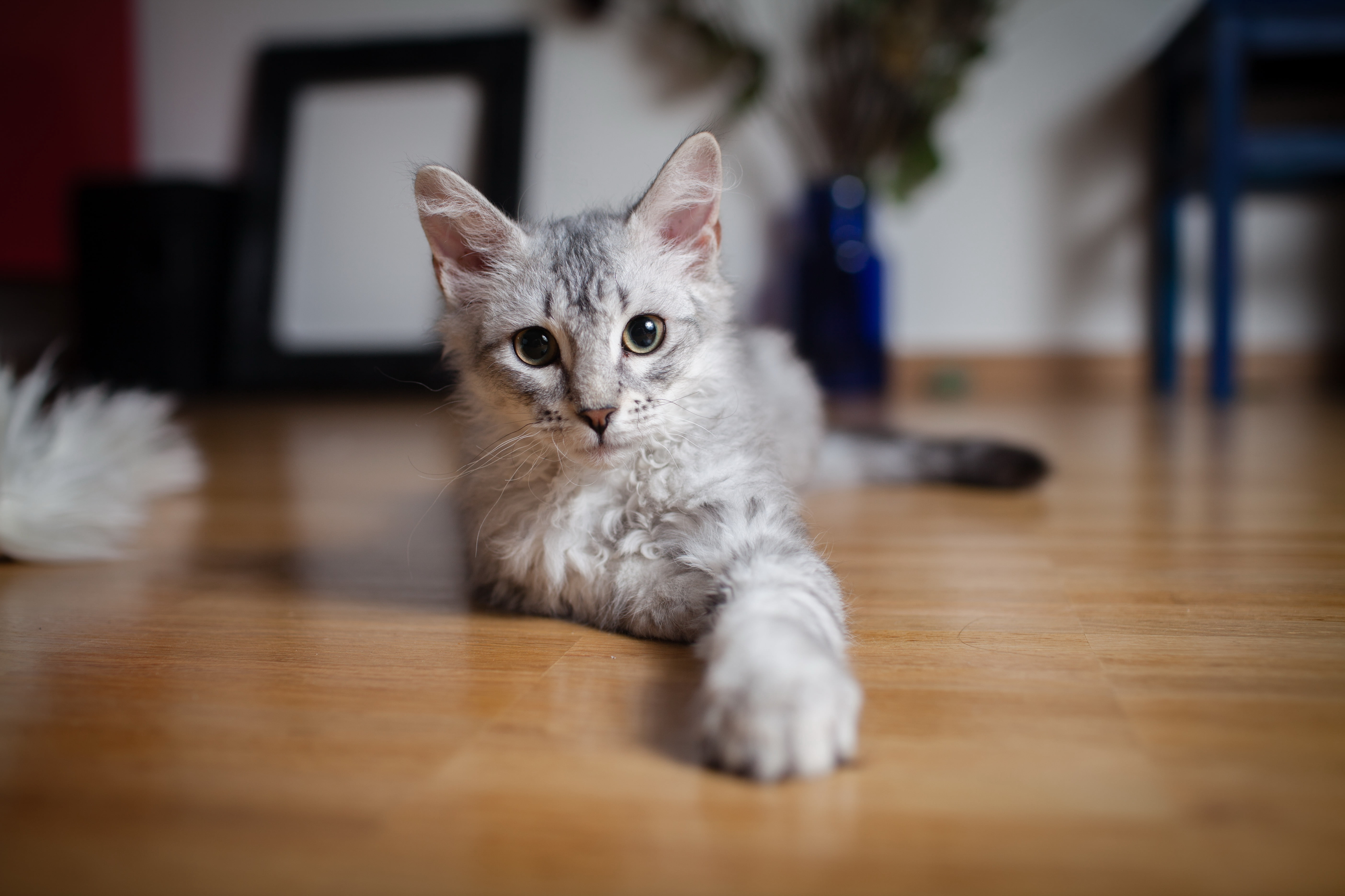 gray, fur, cat, no people, animal themes, portrait, mammal, young Animal, hardwood floor, looking at camera, cute, lie down, animal, wood, selective focus, HD Wallpaper