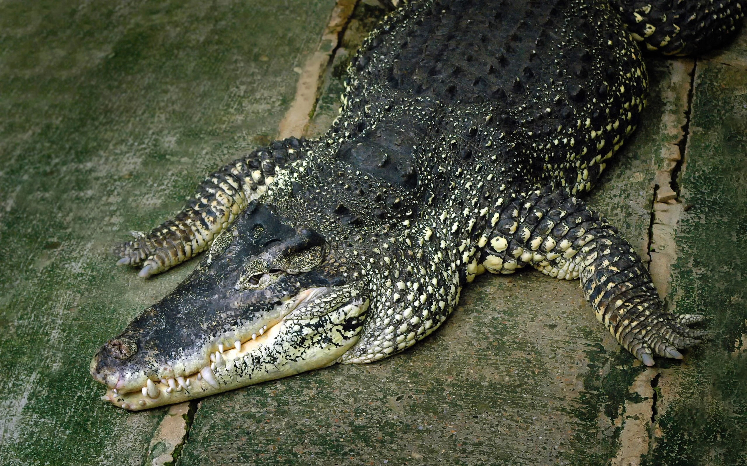 large, warning sign, animal themes, animal Teeth, one animal, animal Scale, animal Mouth, aggression, alligator, animals In The Wild, animal Skin, 2K, HD Wallpaper
