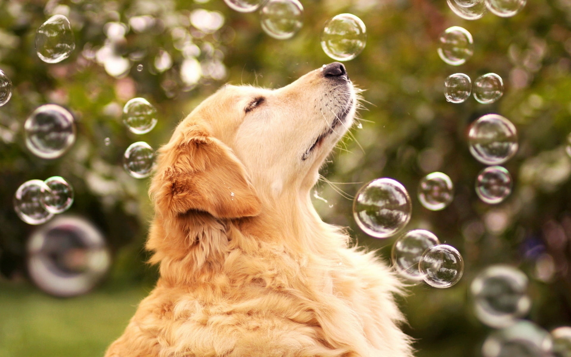 focus on foreground, profile, vertebrate, mammal, dog, playful, dark, adult, bubble Wand, no people, mouth open, bubble, day, bubbles, one animal, transparent, HD Wallpaper