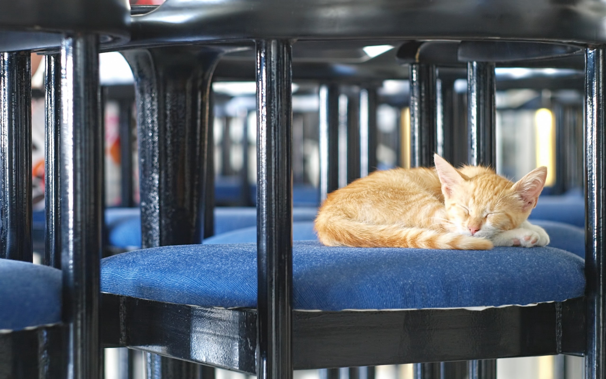 lie down, whisker, lying down, domestic, animal, resting, ginger cat, sleeping, kitten, seat, orange, no people, domestic animals, pets, chair, relaxation, HD Wallpaper