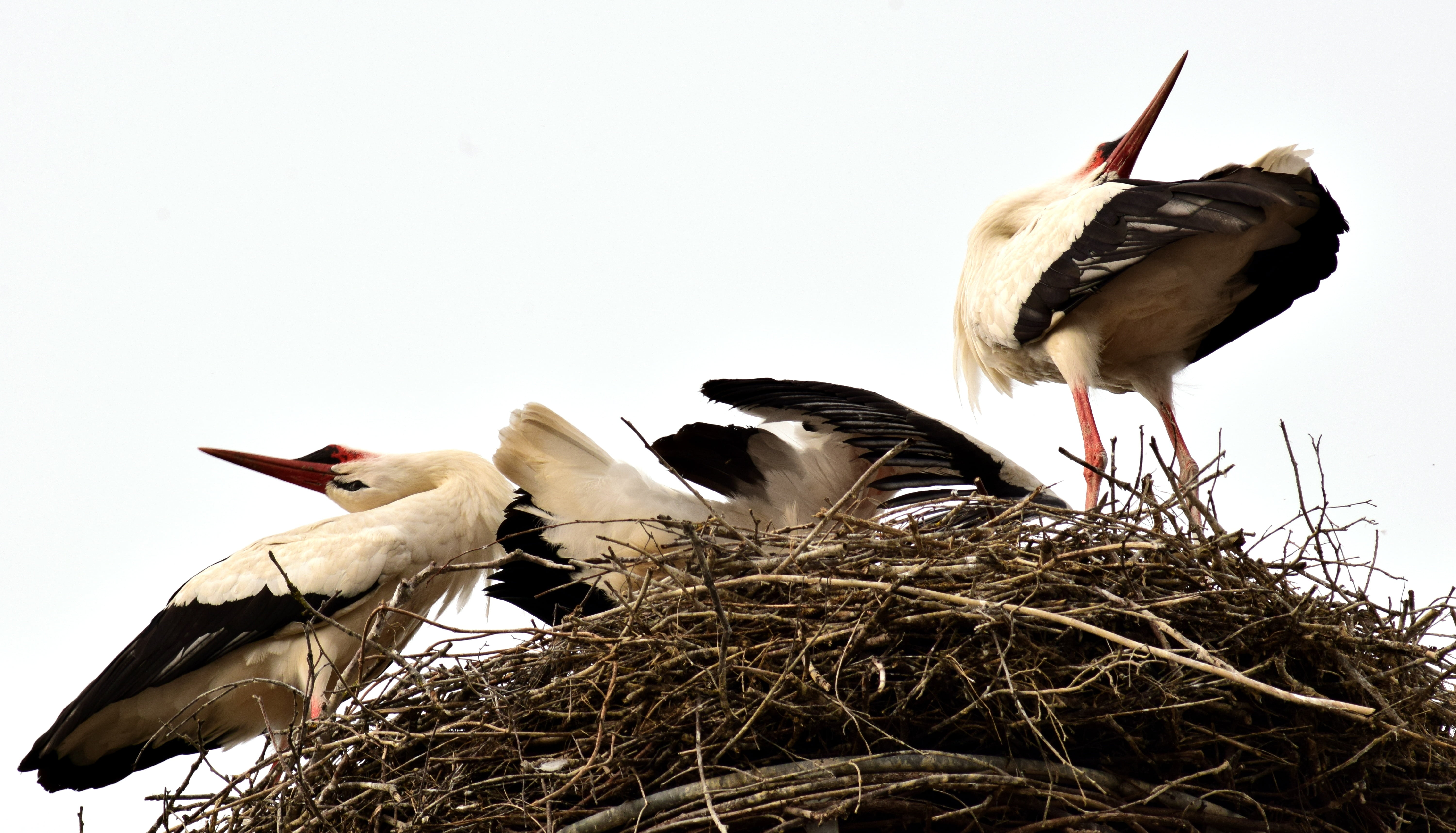 low angle view, animal family, animal, bill, bird nest, stork klappernder, vertebrate, clear sky, two animals, white stork, beak, stork, animals in the wild, HD Wallpaper