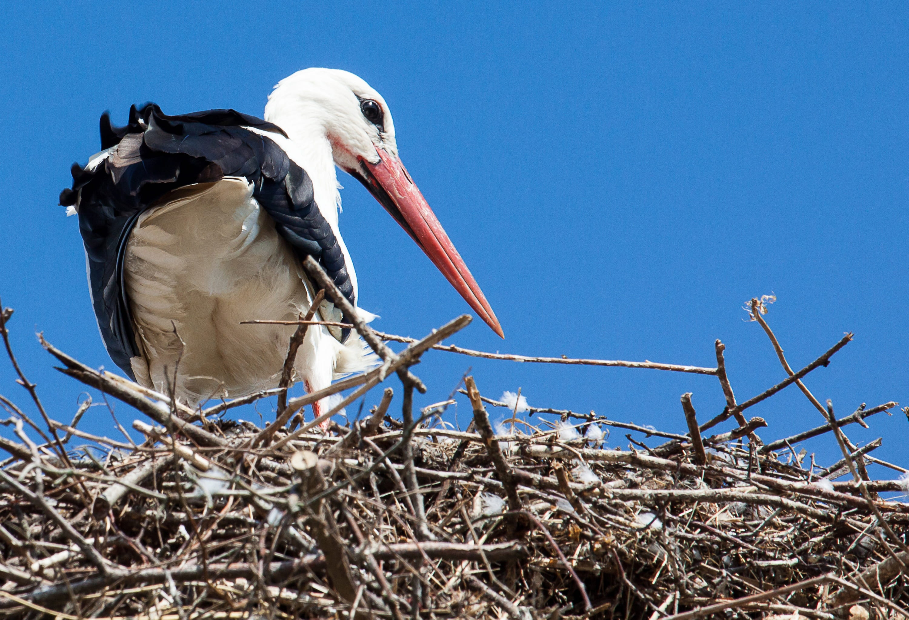 vertebrate, sunlight, animal, rattle stork, nest, animal wildlife, animal world, beak, plant, clear sky, animal nest, sky, animal themes, birds, low angle view, HD Wallpaper
