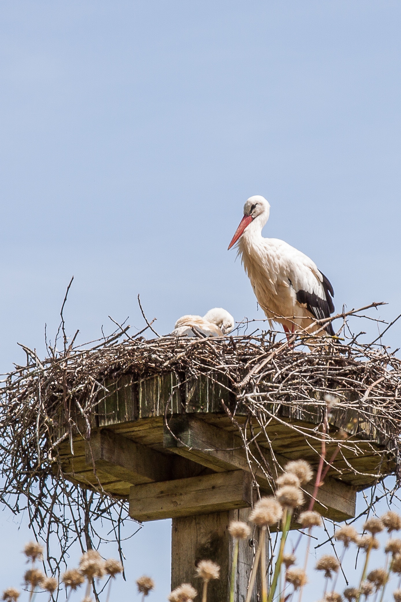 animal Nest, day, nature, outdoors, sky, 1080P, animal themes, clear sky, no people, vertebrate, animal wildlife, animal, white Stork, one animal, stork, Phone HD Wallpaper