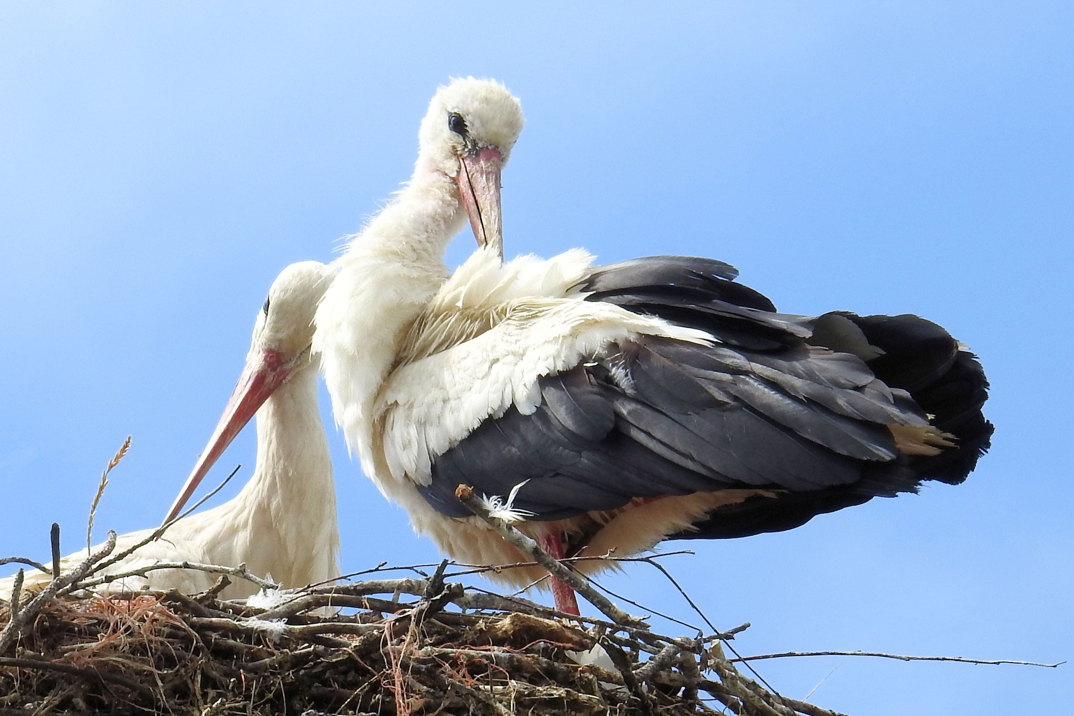 low angle view, white stork, stork, storchennest, storks, blue, clear sky, animal nest, day, outdoors, perching, stork couple, vertebrate, bird, animals in the wild, HD Wallpaper