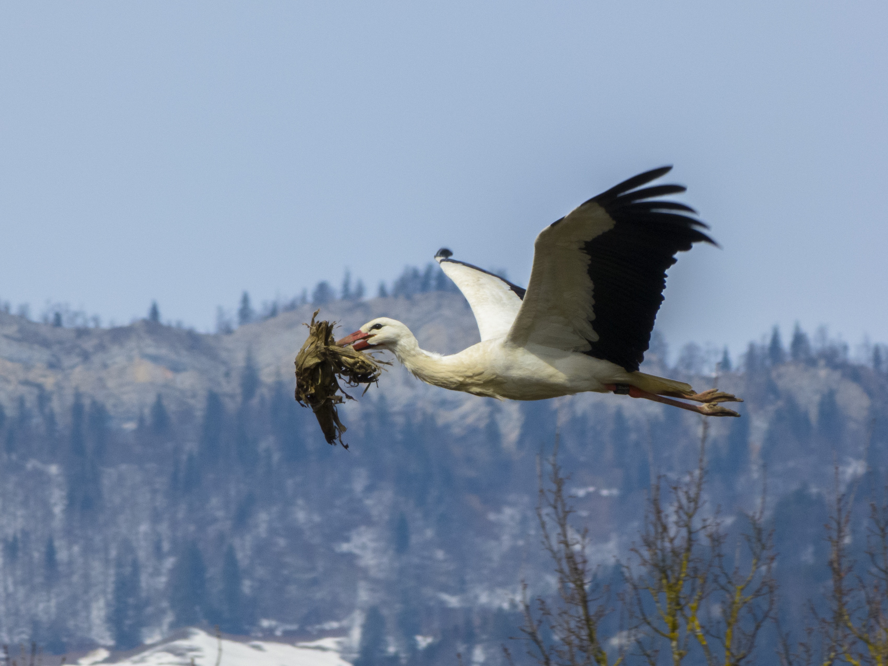 animal wildlife, sky, vertebrate, beauty in nature, one animal, tree, stork, black, day, beaked, bird of prey, eagle, animals in the wild, 2K, mid-air, HD Wallpaper