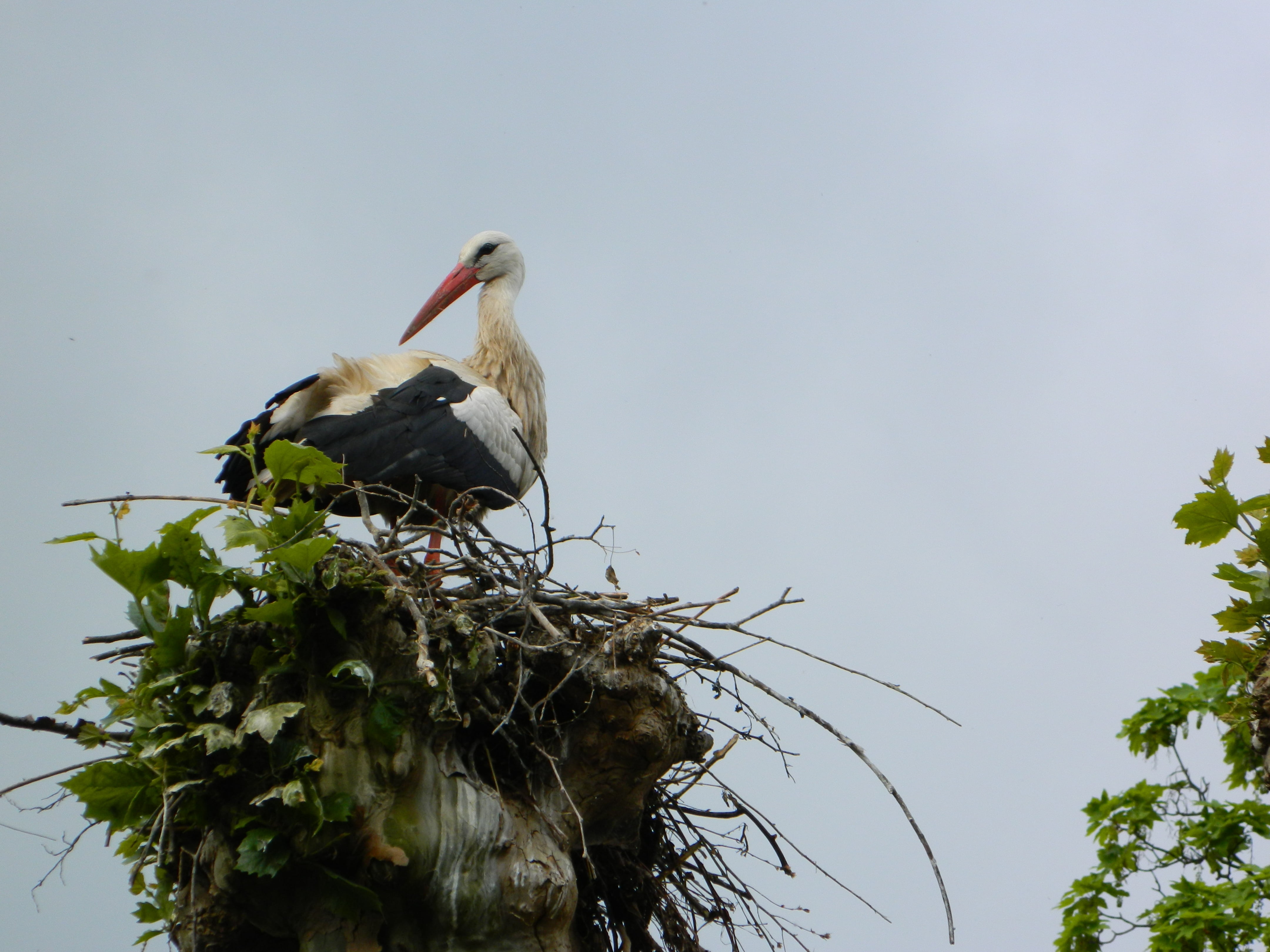 outdoors, stork, bird, nest, sky, plant, animal family, baby, nature, birds, storks, vertebrate, 4K, animal themes, low angle view, animal nest, two animals, HD Wallpaper