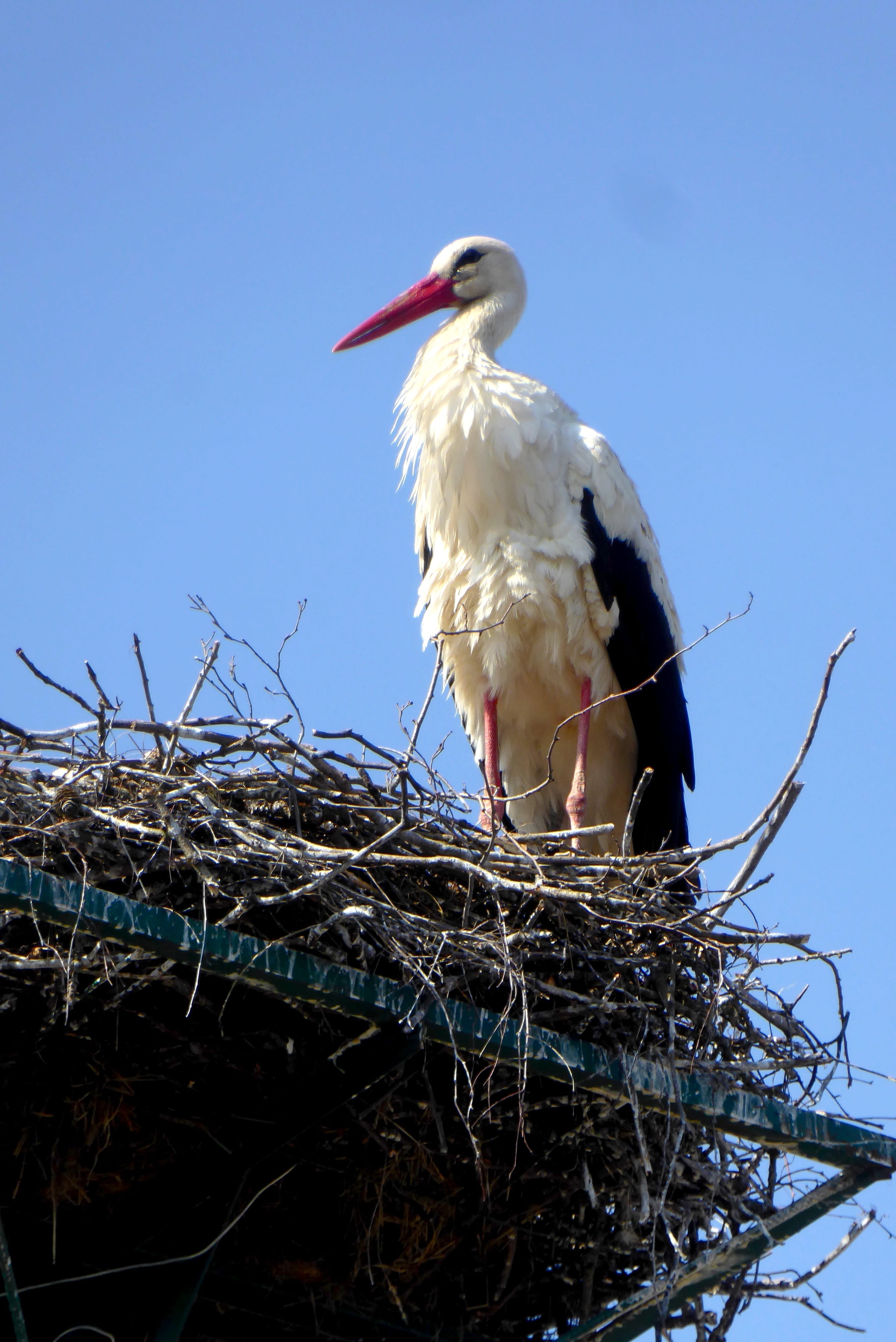 no people, animals in the wild, white stork, nest, animal themes, 4K, bird, perching, beak, stick - plant part, low angle view, clear sky, animal nest, Phone HD Wallpaper