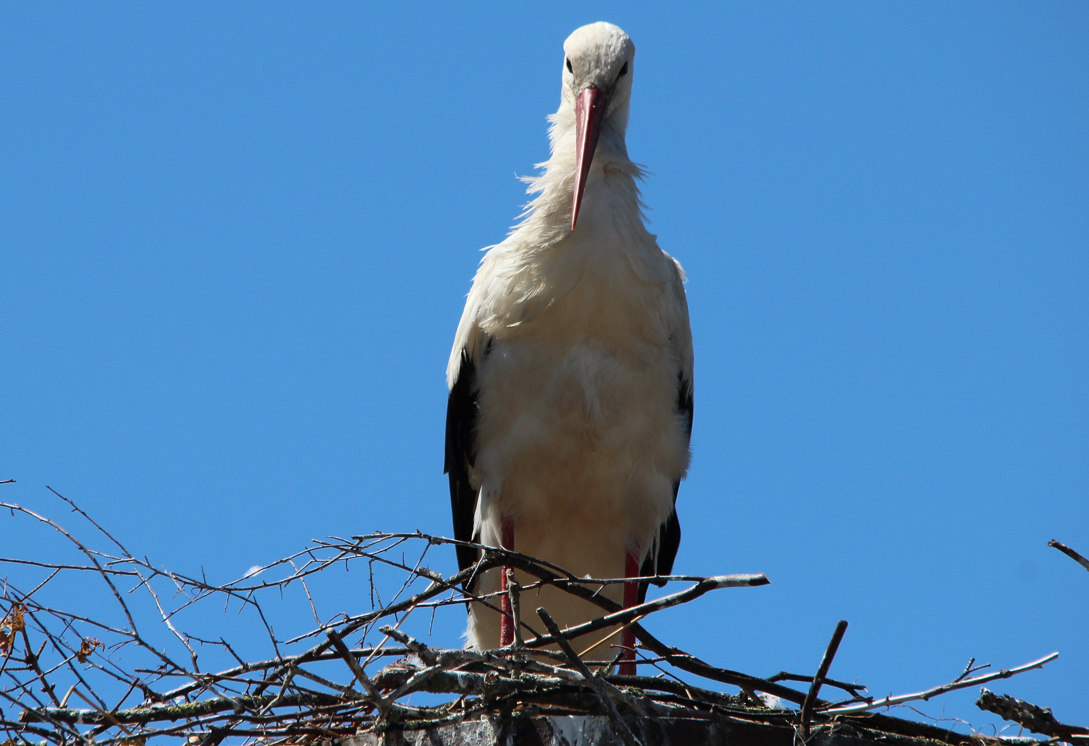 white stork, blue, nature, animals in the wild, rattle stork, white color, sky, mountain husen, animal themes, low angle view, 4K, storks, stork village, HD Wallpaper