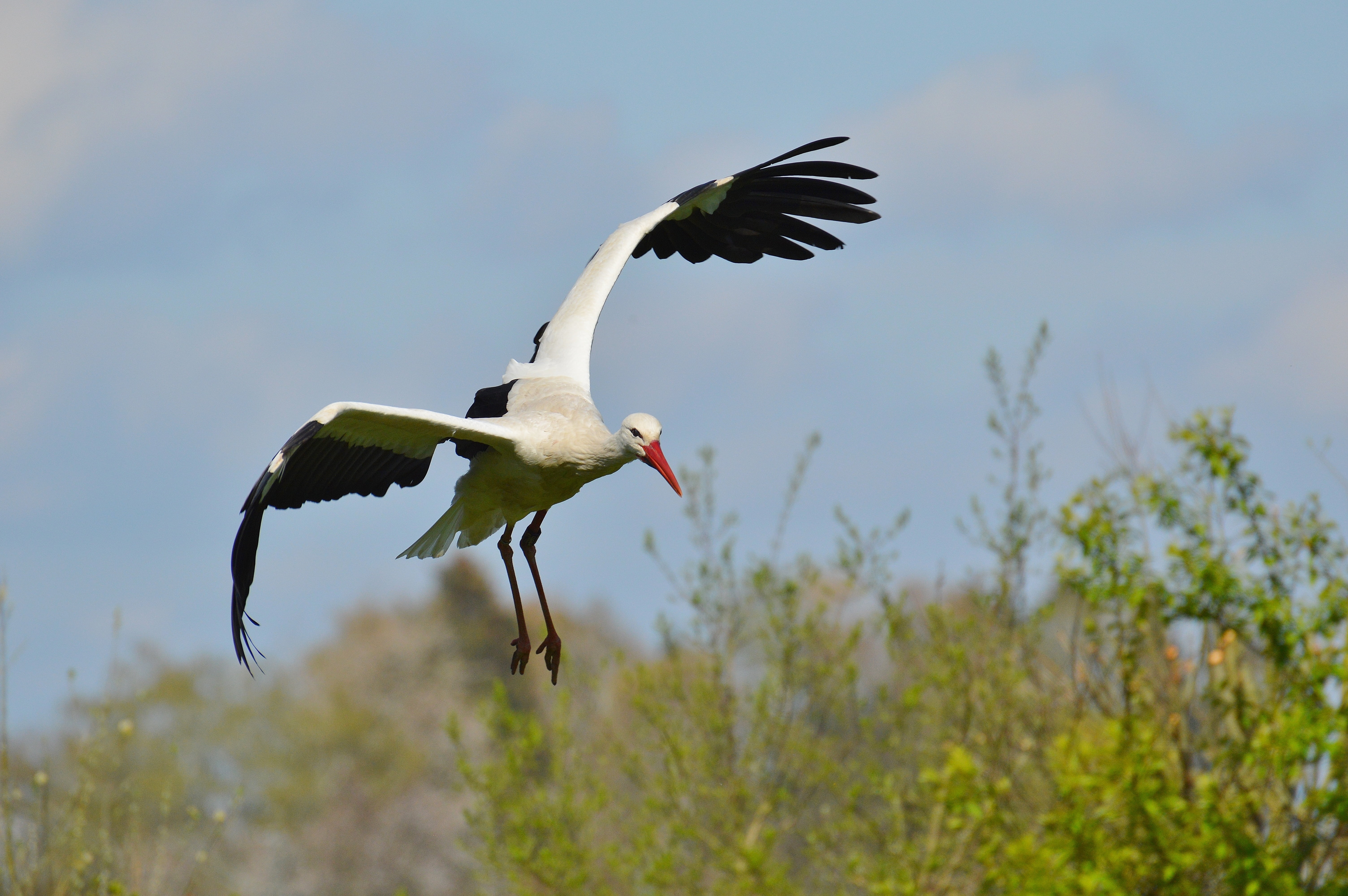 animals in the wild, plant, day, nature, one animal, animal, profile view, stork, rattle stork, sky, animal wildlife, flying, mid-air, animals, motion, HD Wallpaper