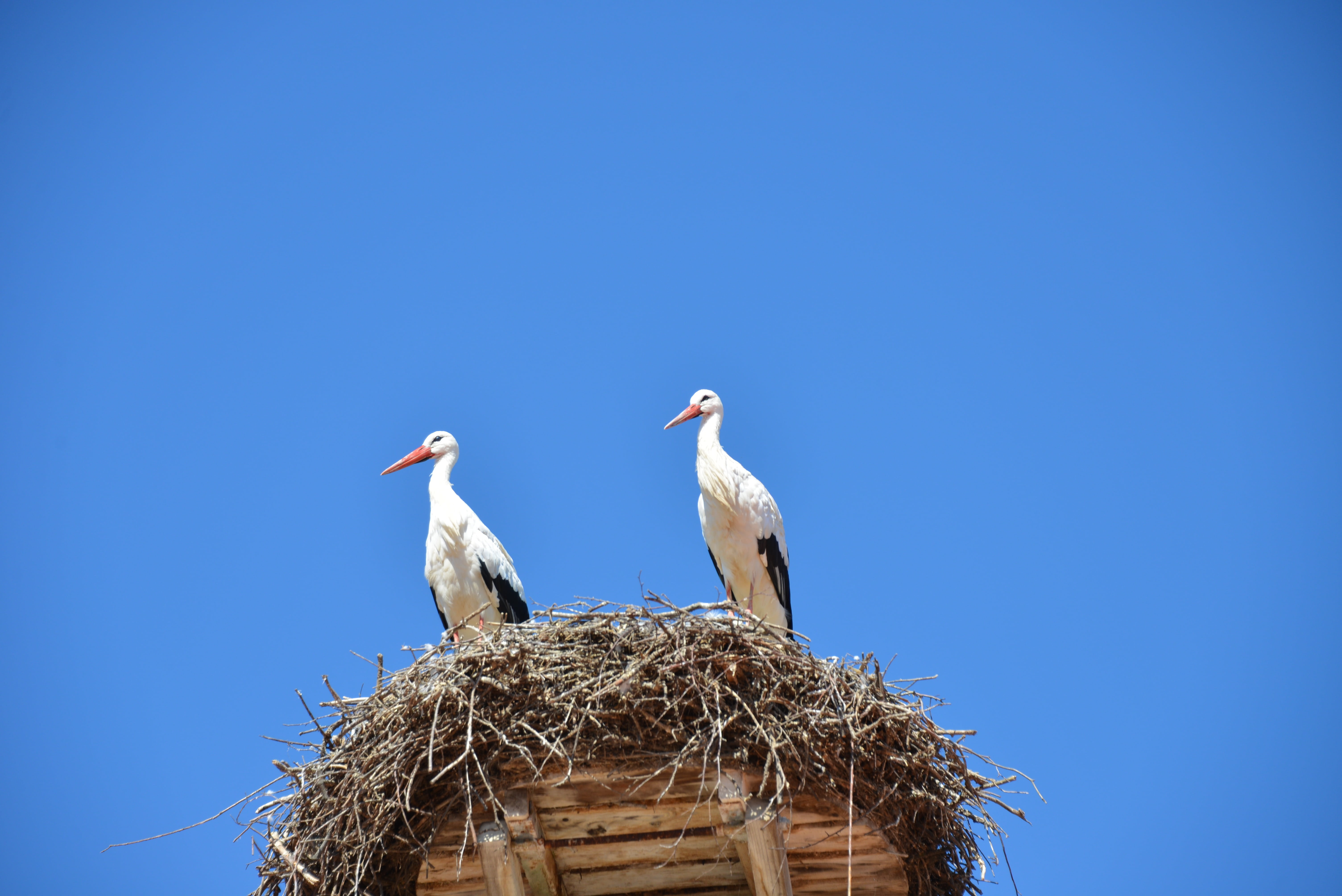 animal themes, stork, animal wildlife, group of animals, animal family, bird, animals, 5K, rattle stork, vertebrate, no people, day, copy space, animal nest, HD Wallpaper