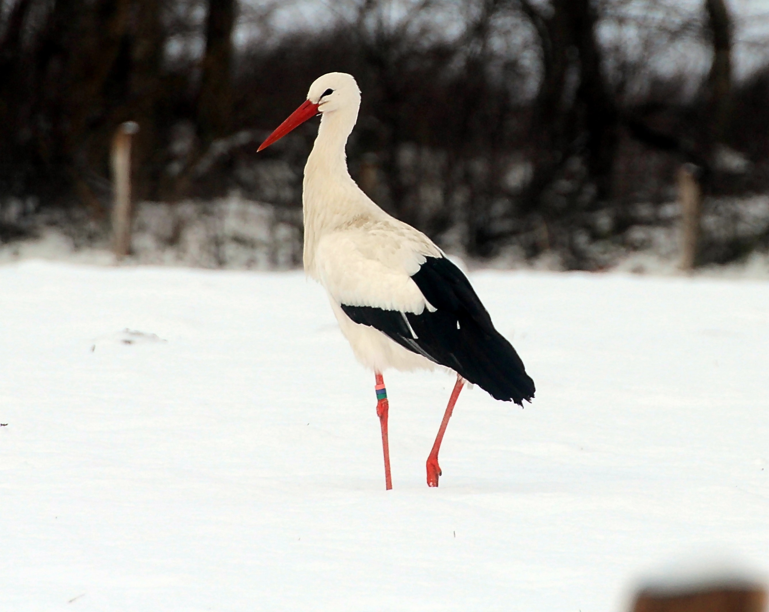 storks, cold temperature, snow, one animal, perching, bird, animal, 2K, bill, day, focus on foreground, nature, animal portrait, white stork, animal wildlife, HD Wallpaper