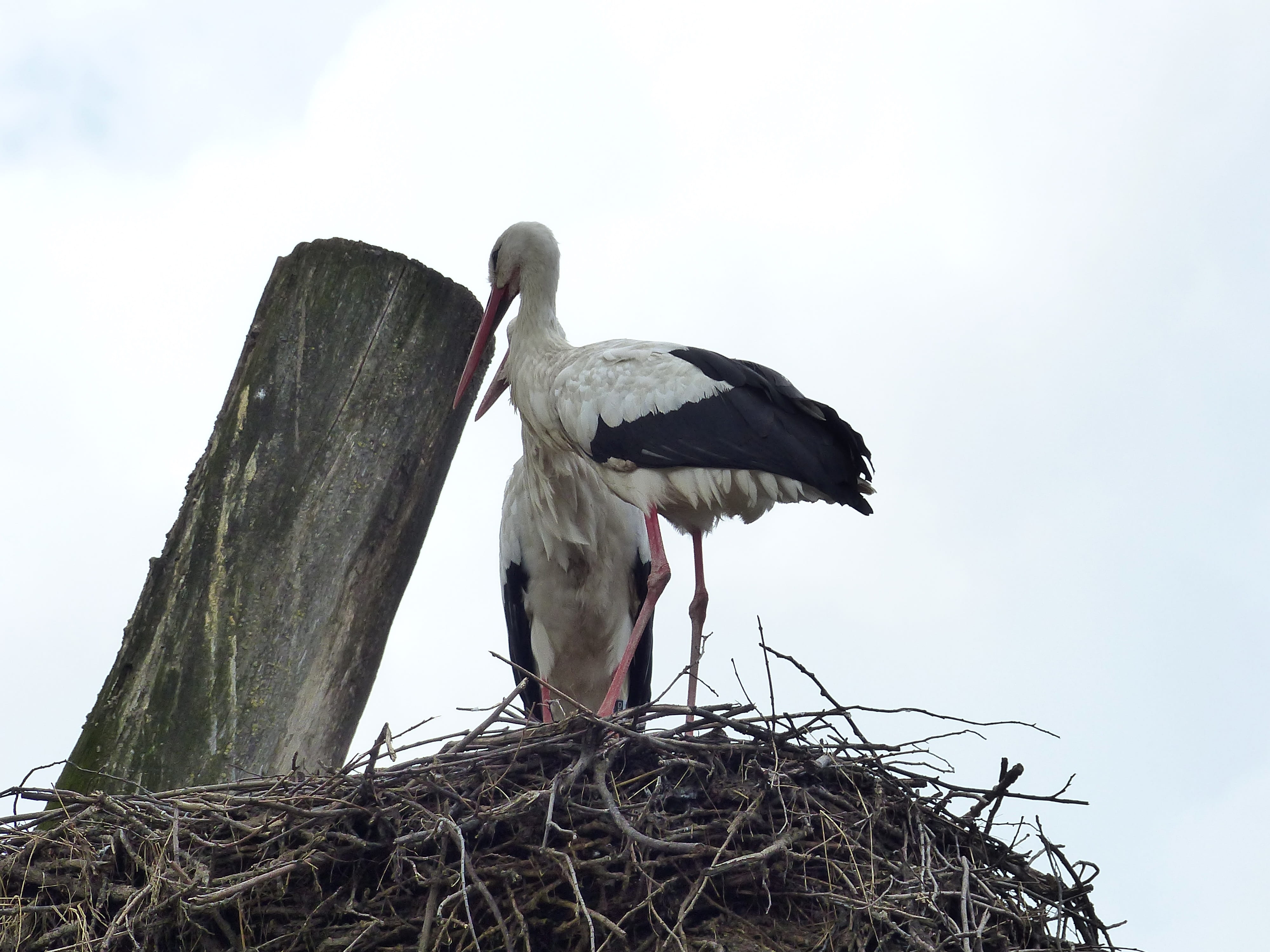 beak, animals, animal wildlife, animal family, feather, rattle stork, bill, animal picture, day, outdoors, animal nest, stork couple, nest, storks, nature, HD Wallpaper