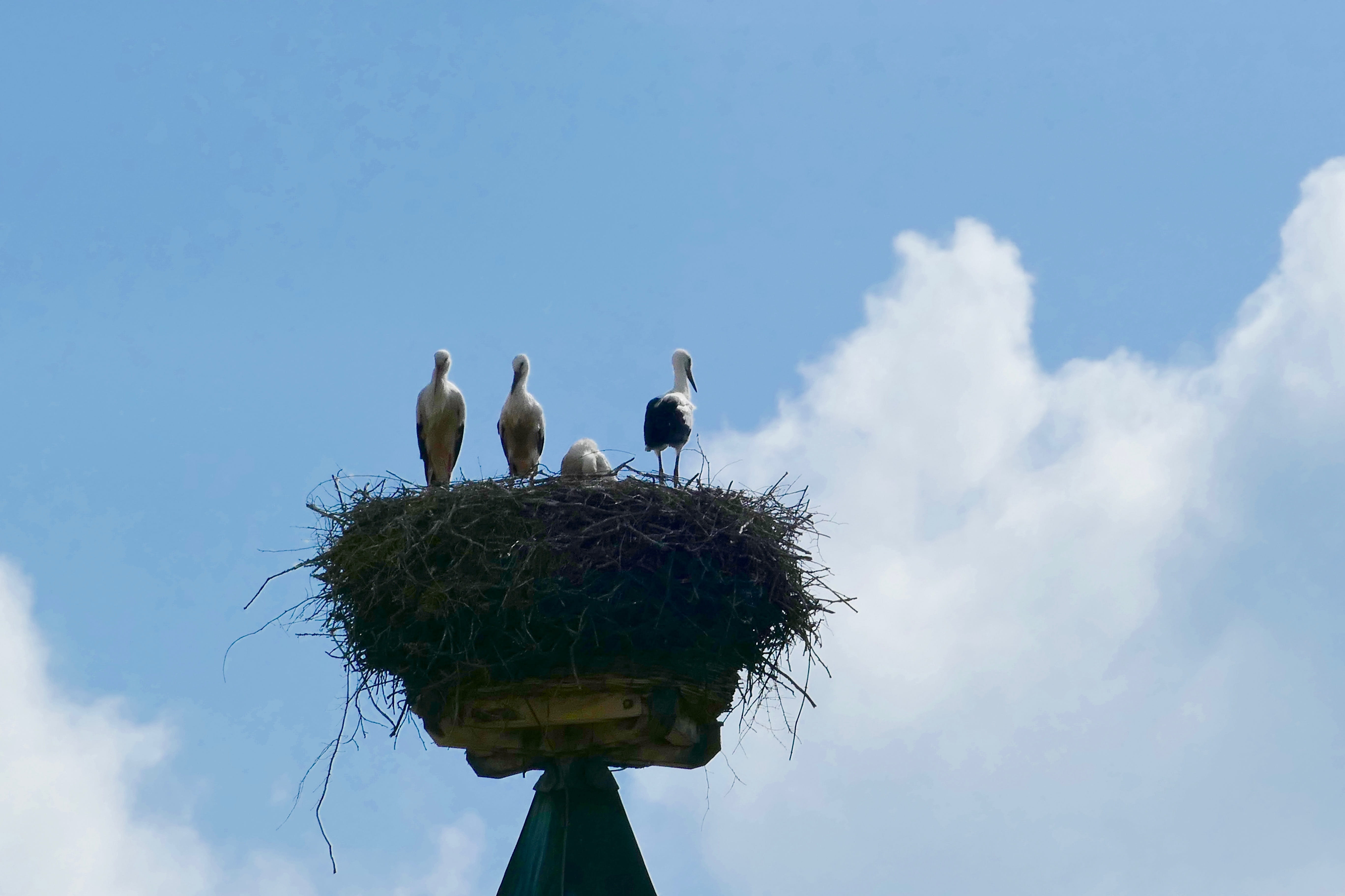 white stork, outdoors, nature, image Technique, 5K, animal world, birds, rattle stork, Bird, low angle view, cloud - sky, animal wildlife, two animals, HD Wallpaper
