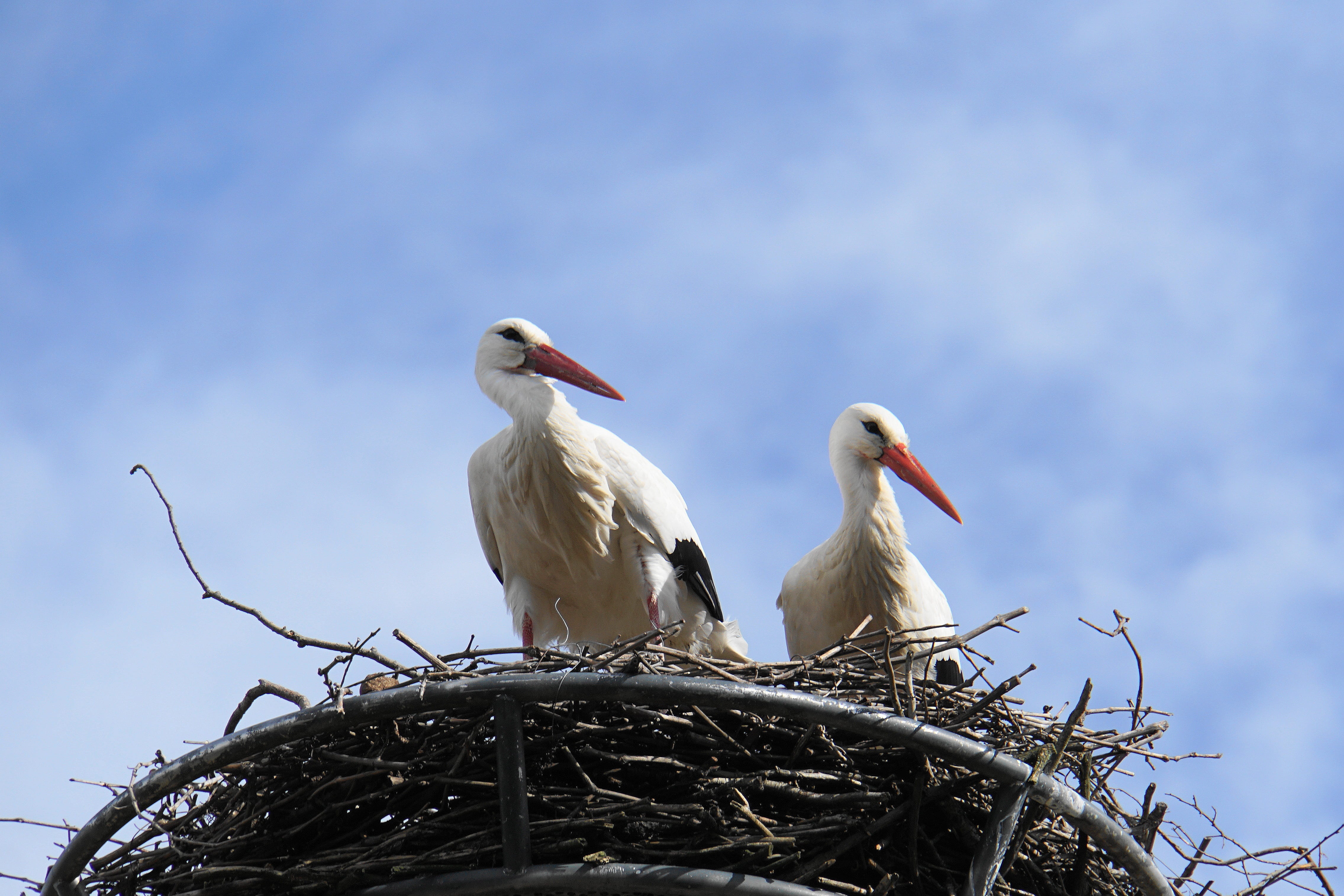 plumage, nest, group of animals, nature, low angle view, animal world, birth, stork, storchennest, bird, high, animal wildlife, flying, paradise, animal nest, HD Wallpaper