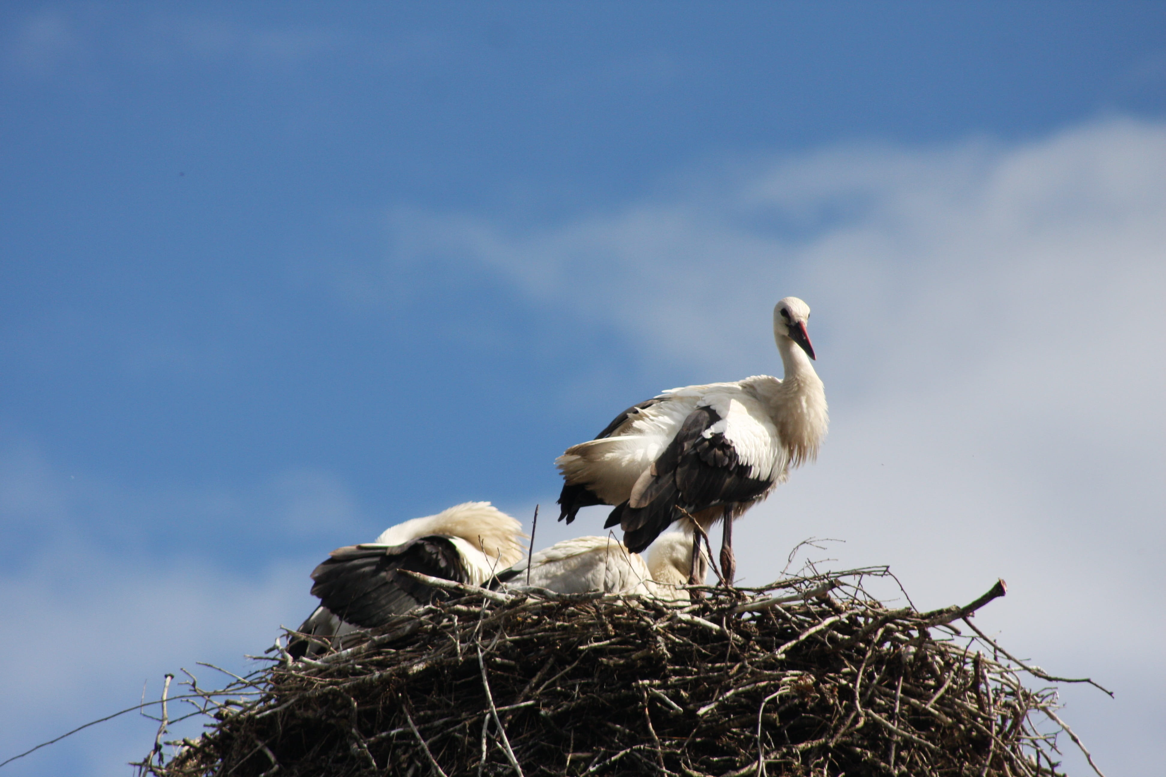 animal family, animal wildlife, spring, sky blue, animal themes, bird nest, white stork, bill, group of animals, vertebrate, bird, day, cloud - sky, 4K, HD Wallpaper