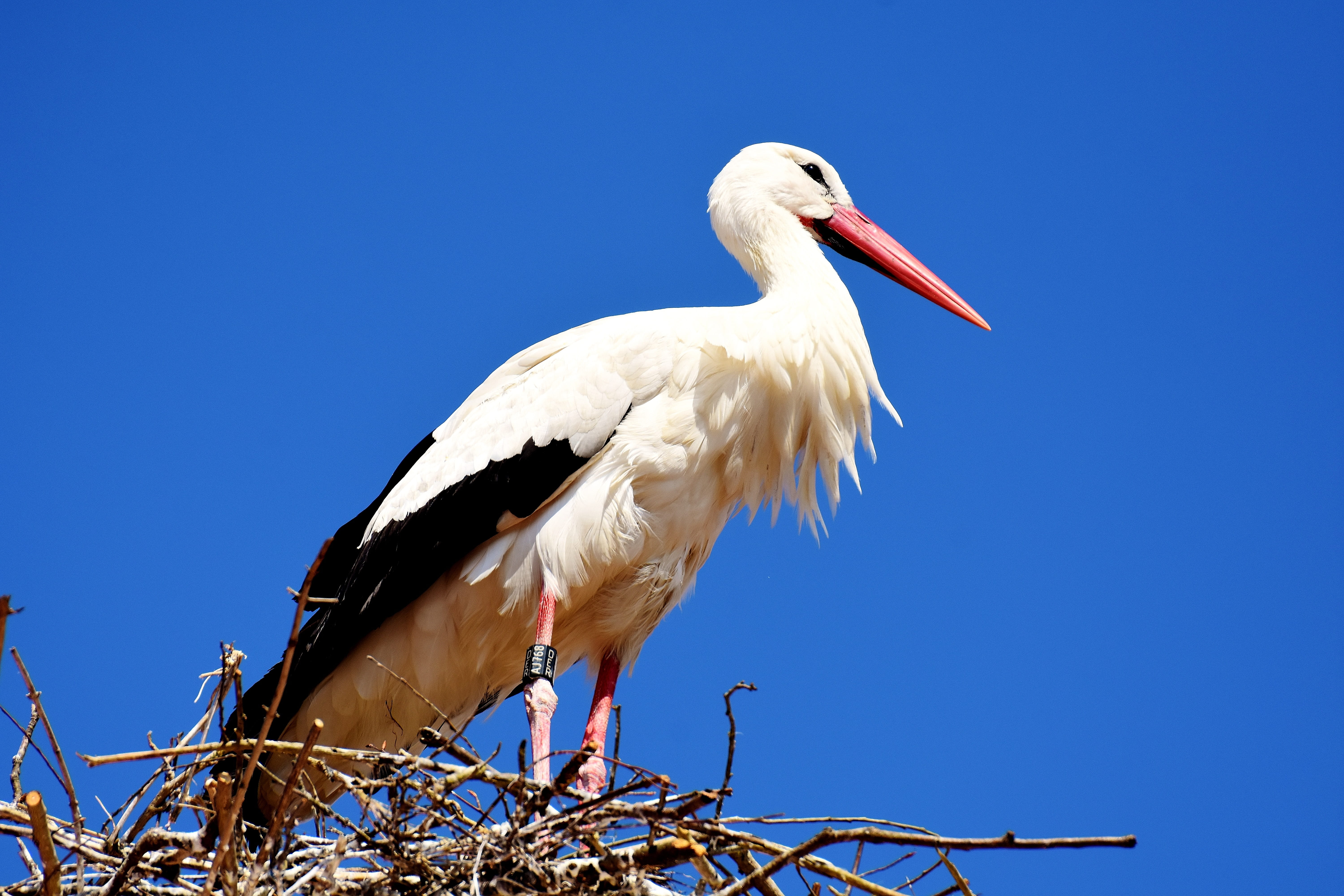 animal themes, stork, animal wildlife, white, clear sky, animal family, outdoors, monkey mountain salem, White Stork, wildlife, white color, one animal, HD Wallpaper