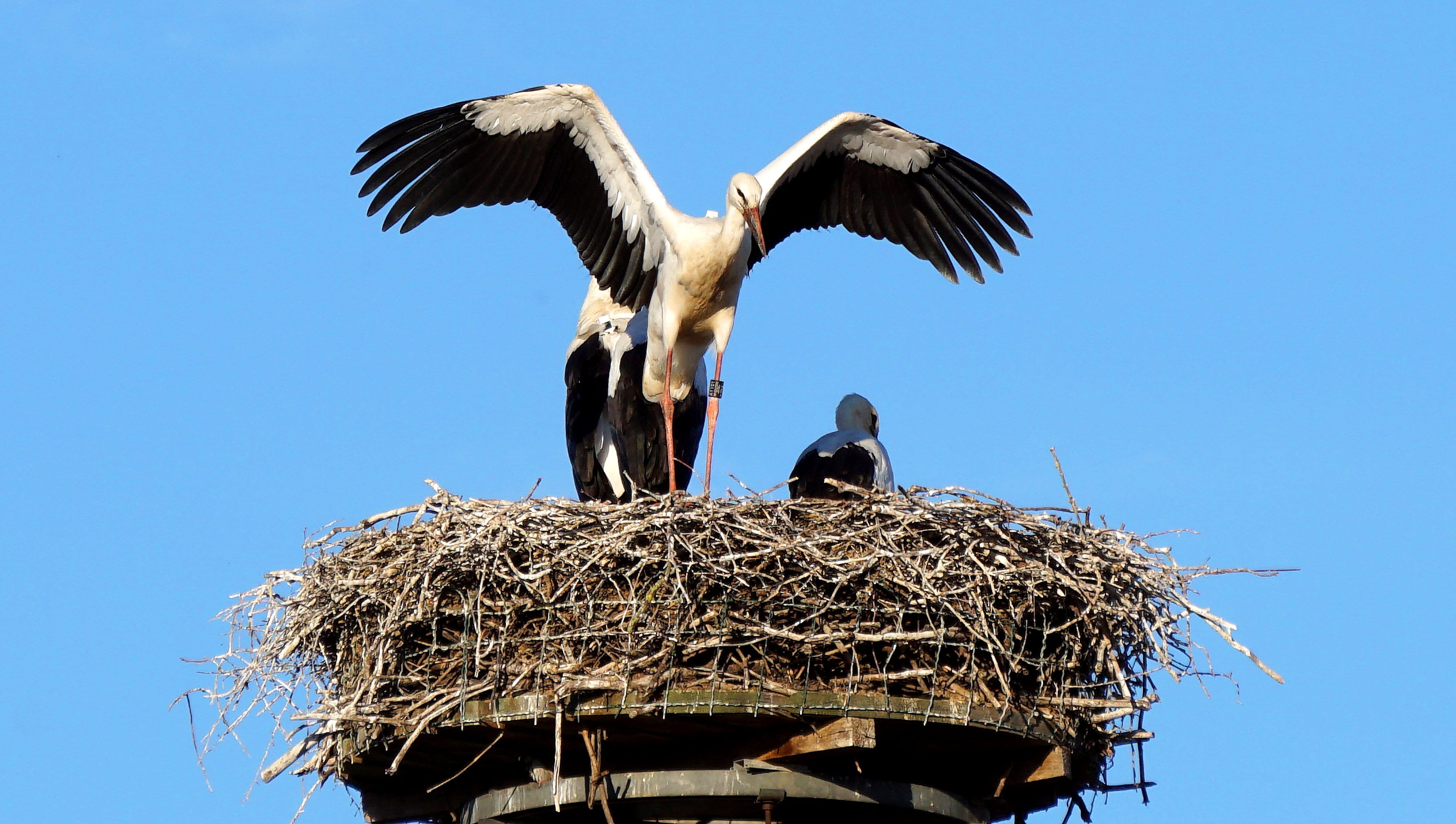 Fly, blue, departure, nest, sky, animals in the wild, Wing, outdoors, geflieder, young animal, animal, breed, group of animals, Stork, animal family, vertebrate, HD Wallpaper